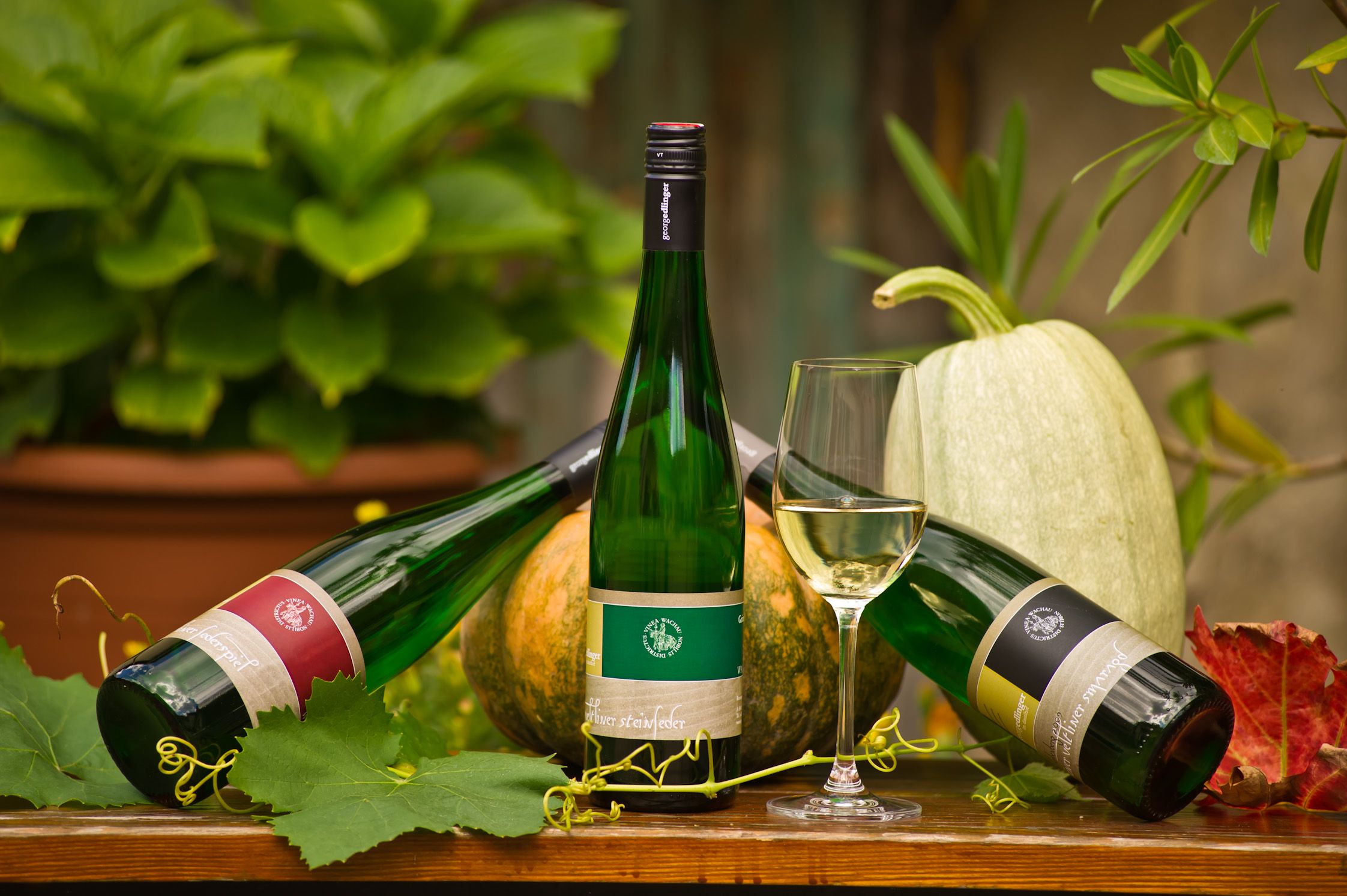 Drei Weinflaschen und ein Glas Weißwein auf einem Tisch mit Kürbissen und Weinblättern.