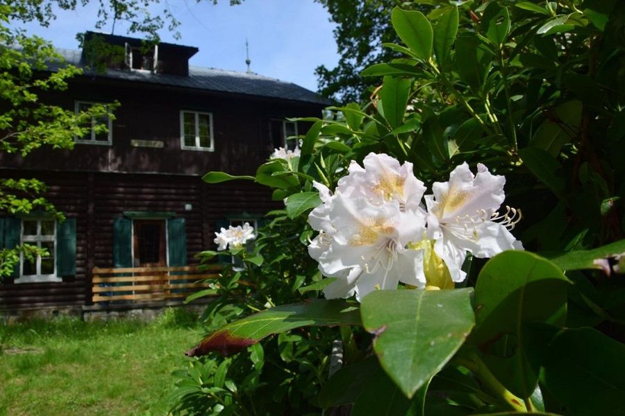 Nahaufnahme von blühendem Rhododendron vor einer Holzhütte