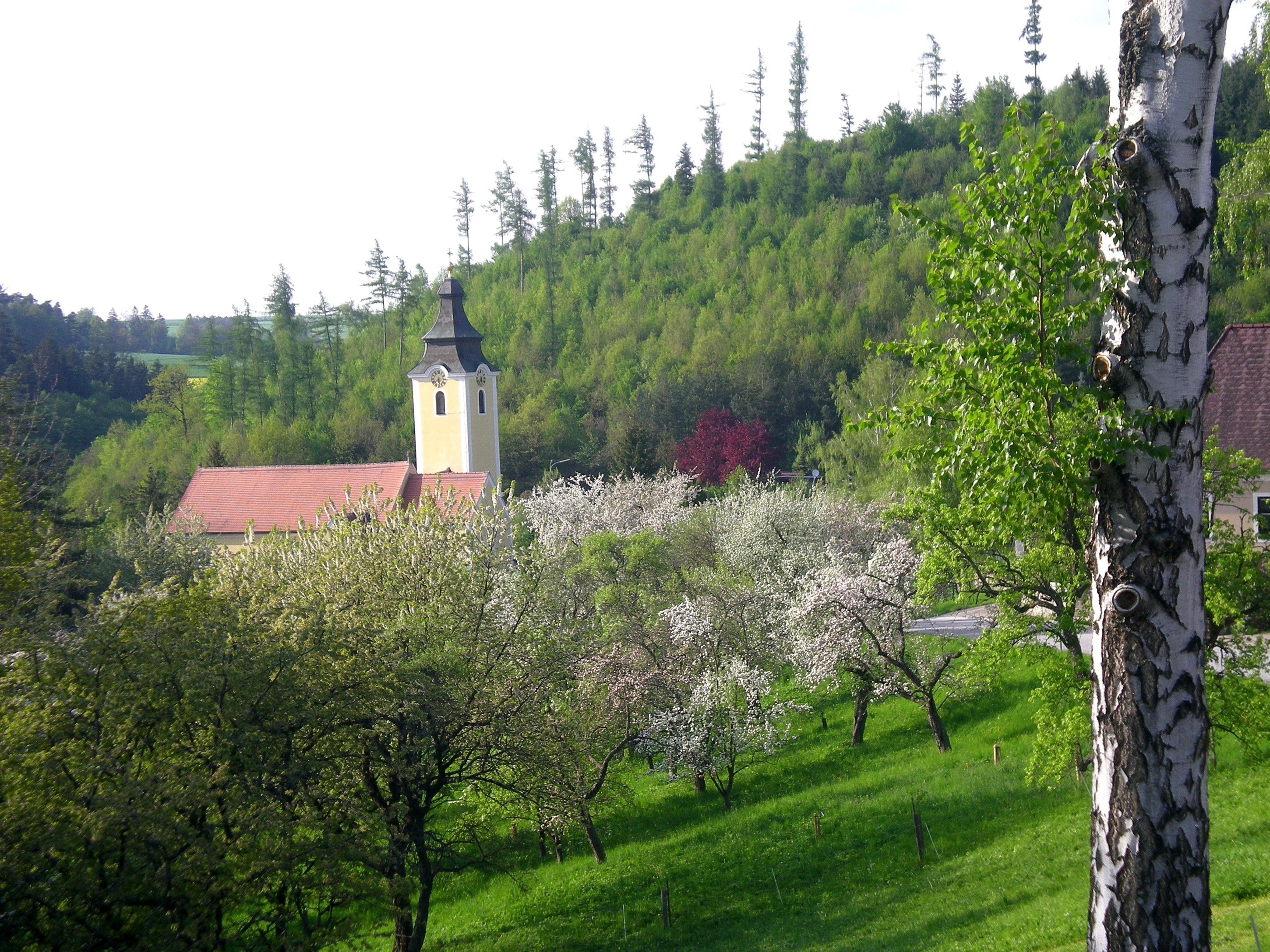 Landschaft mit Kirche, blühenden Bäumen und grünem Hügel.