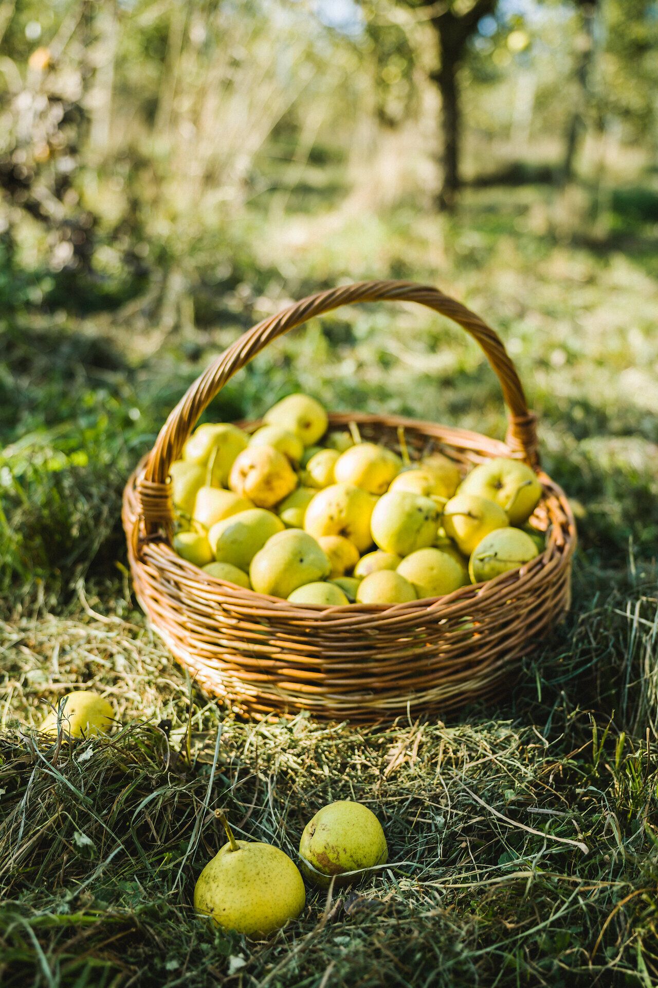Inmitten der sanften Hügel des Mostviertels liegt ein Korb voller saftiger Mostbirnen, die in der warmen Sonne leuchten. Die frische, ländliche Atmosphäre lädt dazu ein, die köstlichen Früchte direkt vom Baum zu genießen und die Schönheit der Natur zu erleben.