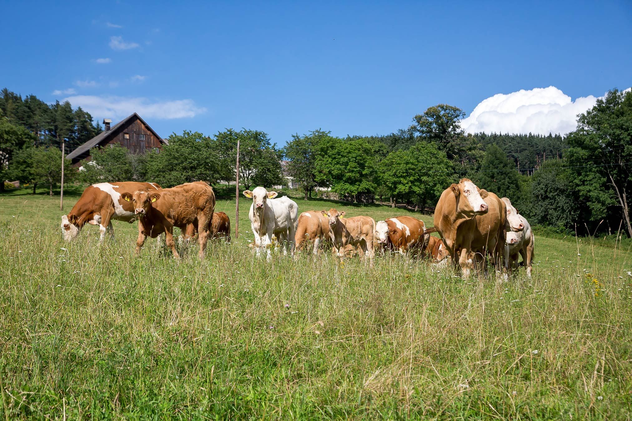 Kühe grasen auf einer grünen Wiese mit einem Bauernhaus im Hintergrund.
