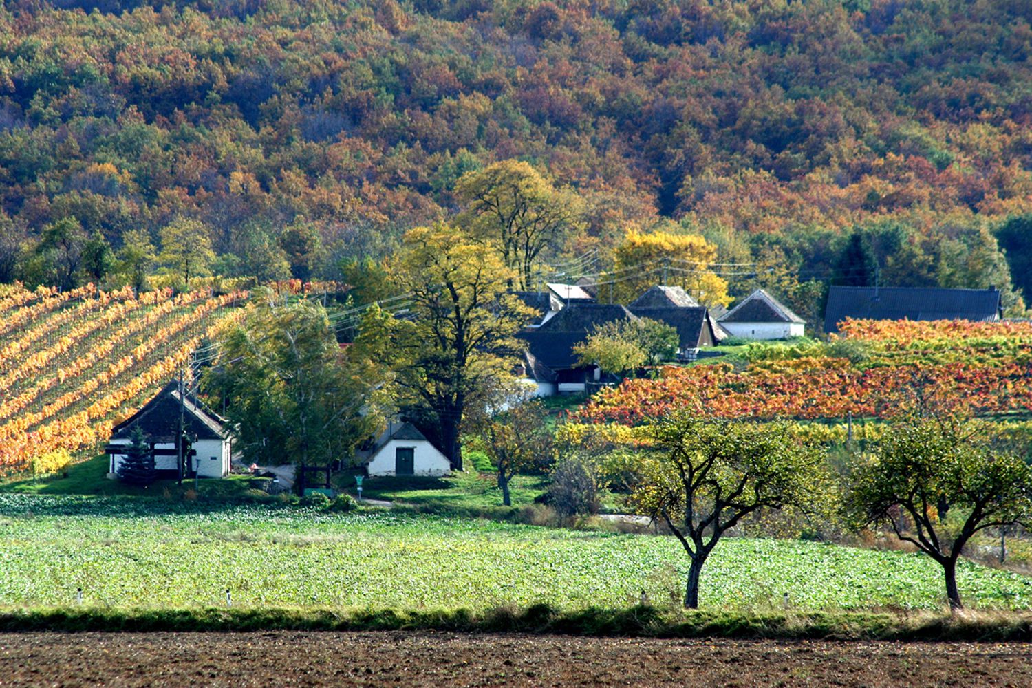 Landschaft mit Weinbergen und Häusern im Herbst.