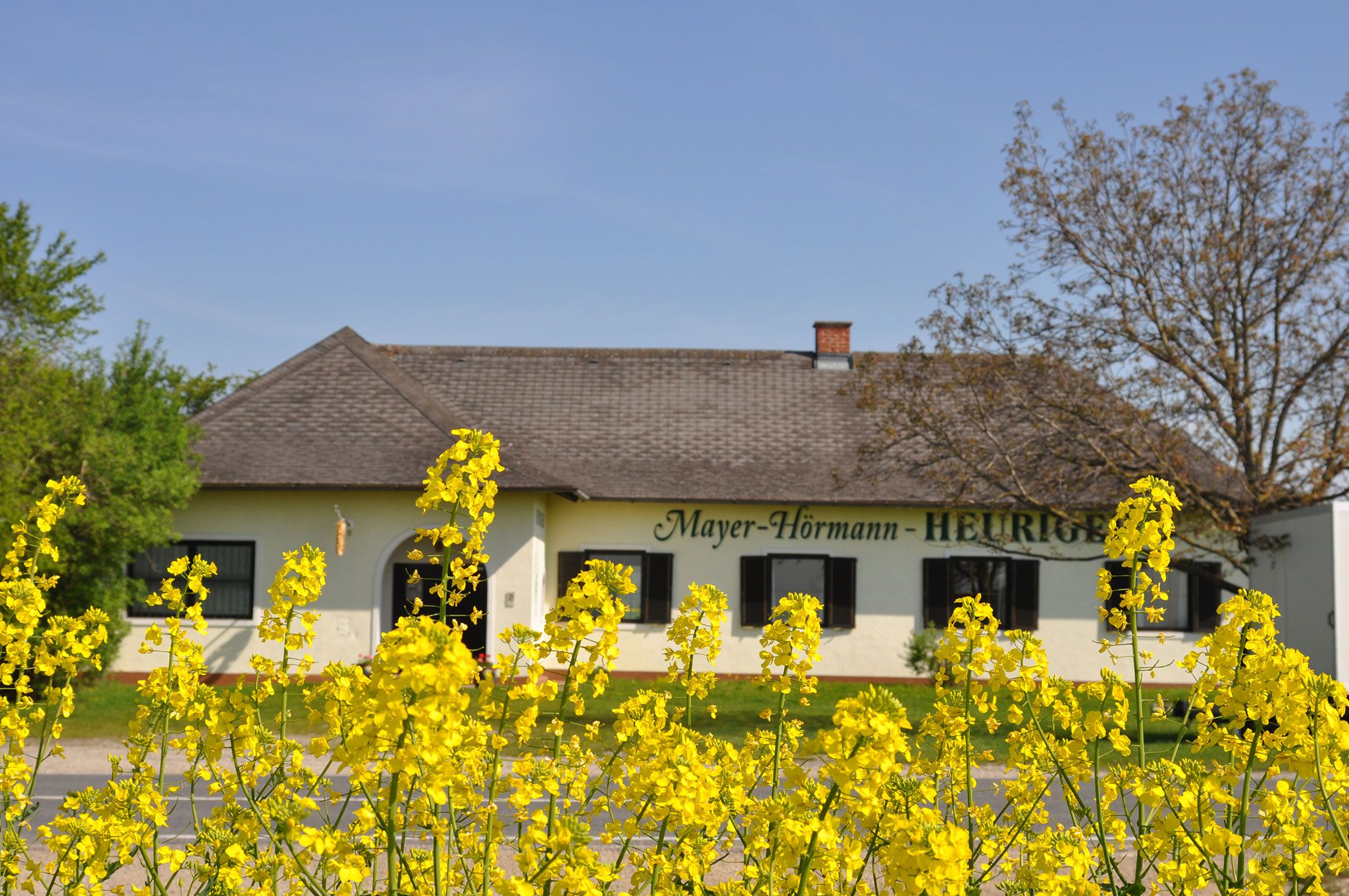 Außenansicht eines Heurigenlokals mit gelben Blumen im Vordergrund.
