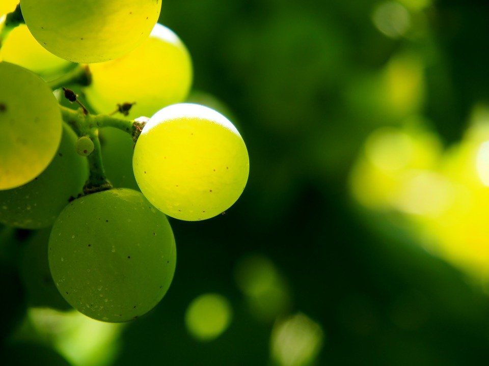 Weinbau Rosner