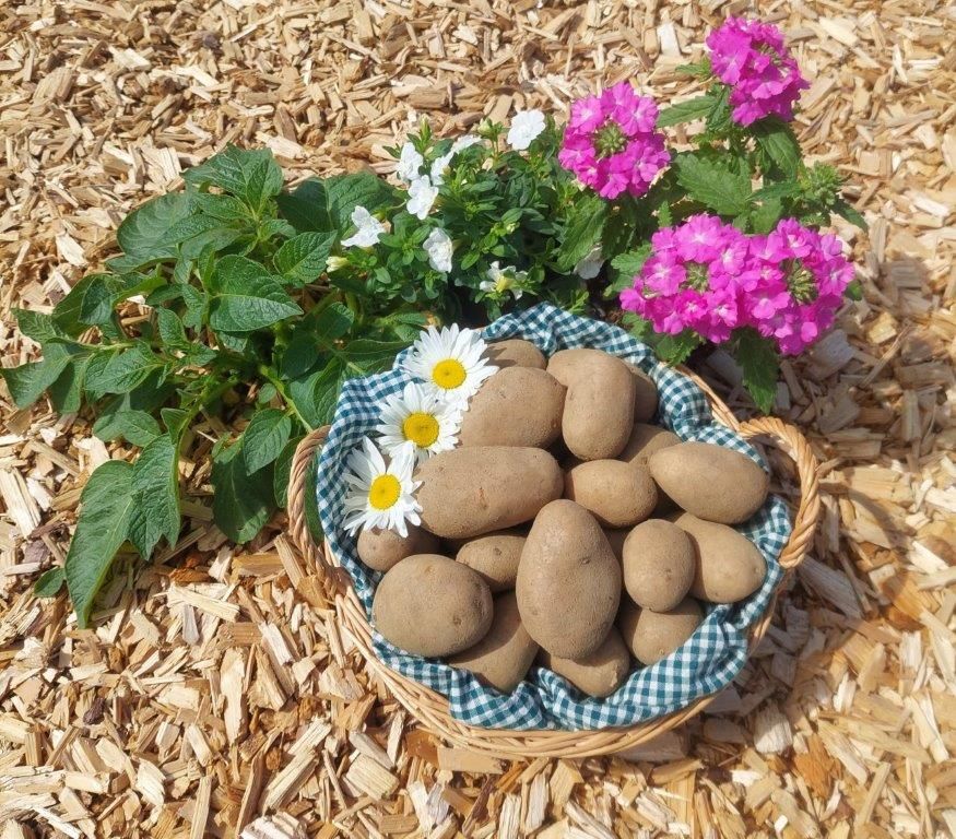 Waldviertler Erdäpfel