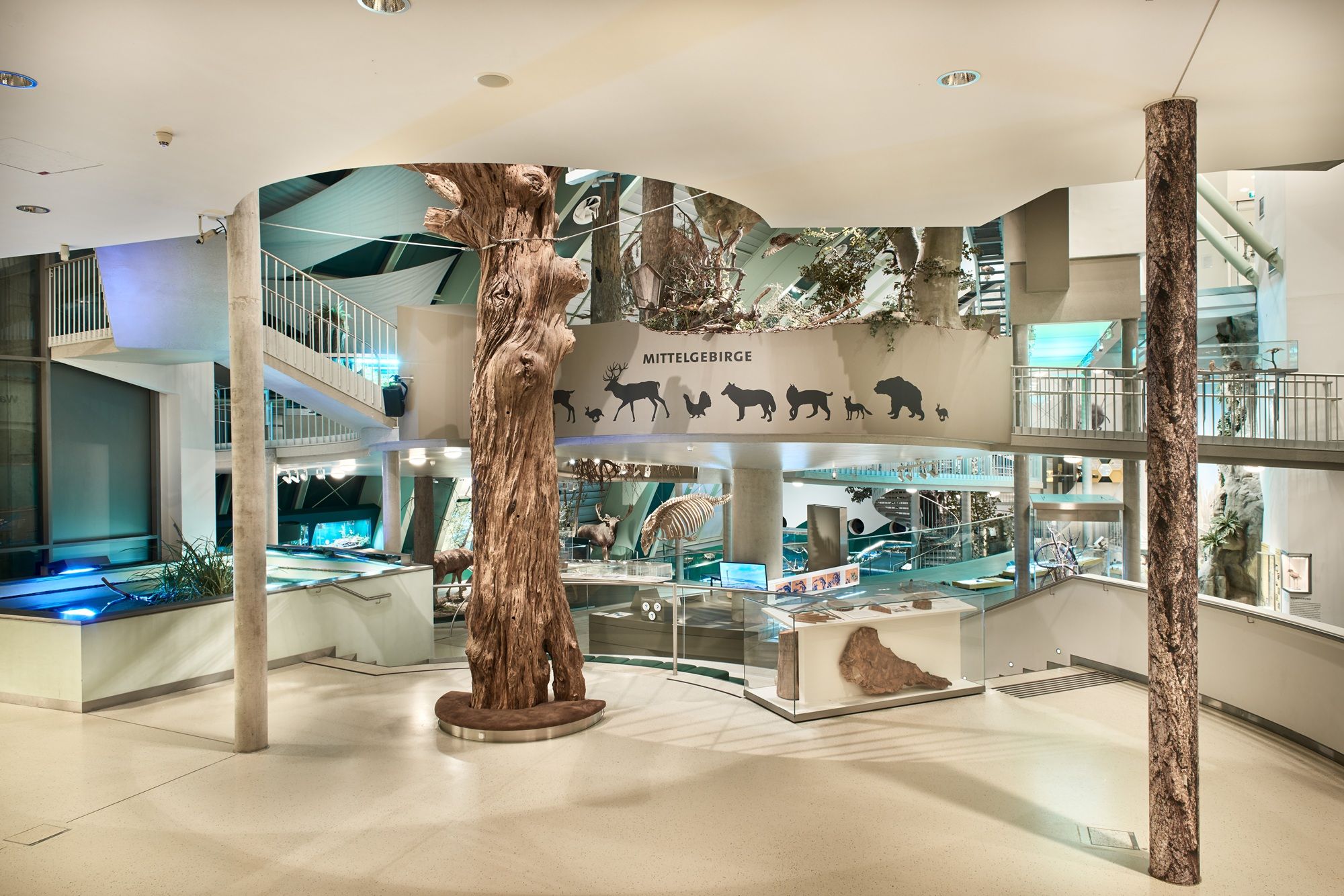 großer Baumstamm im Museum Niederösterreich