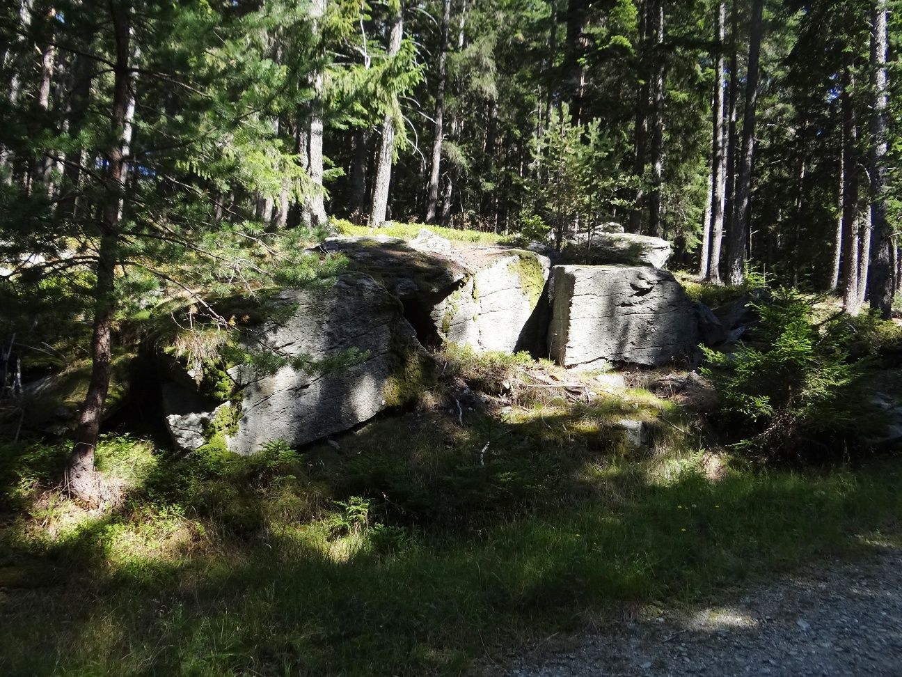 Felsen im Wald mit Sonnenlicht und Bäumen.