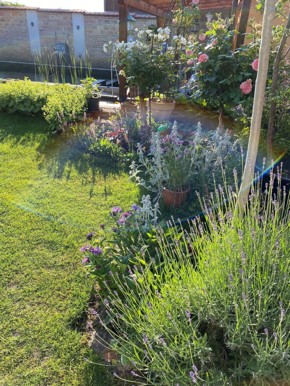 Ein blühender Garten mit Rosen, Lavendel und anderen Pflanzen bei Sonnenschein.