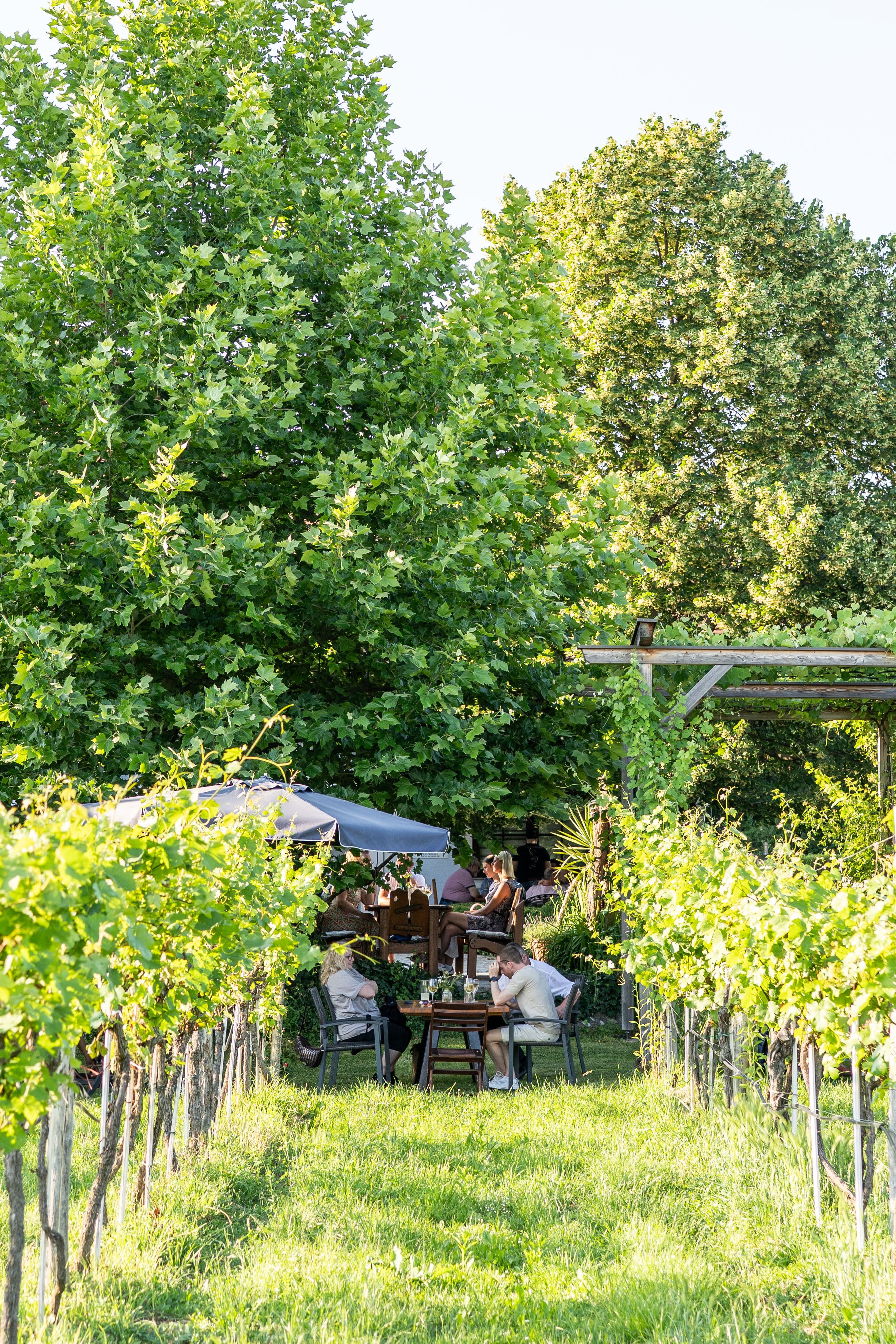 Heuriger im Weingarten