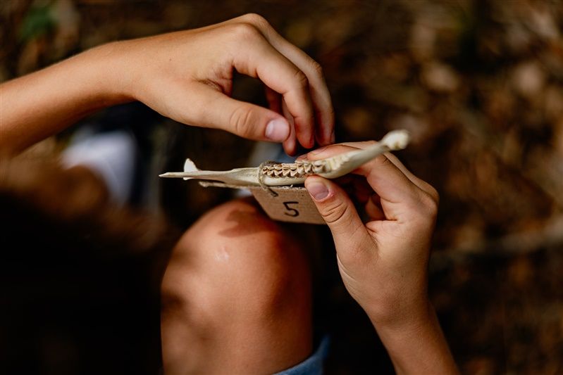 Nahaufnahme von Händen, die einen Tierkieferknochen mit Zähnen halten.