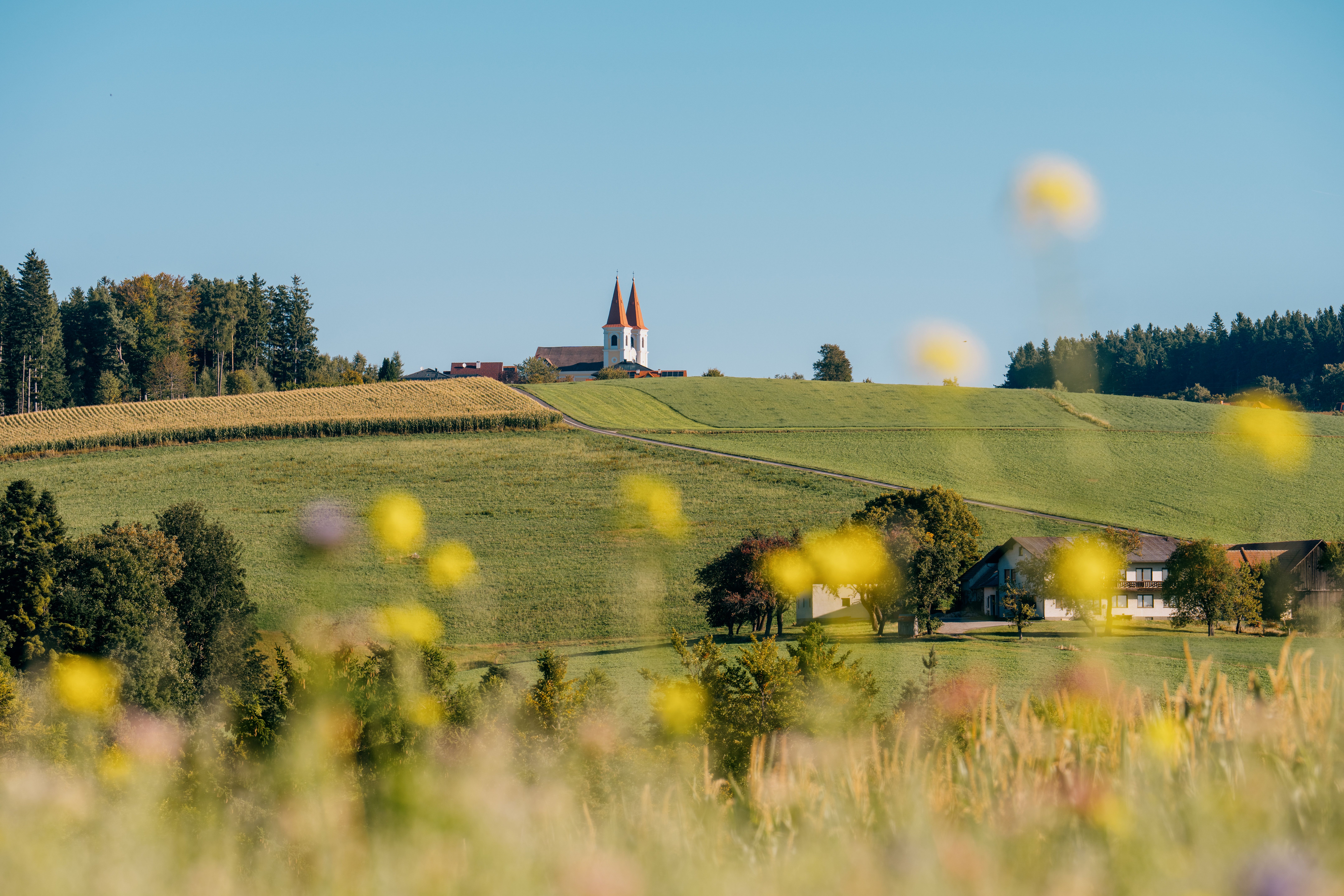 Landschaft mit Wallfahrtskirche mit zwei Türmen und roten Dächern auf einem Hügel und blühenden Wiesen im Vordergrund.