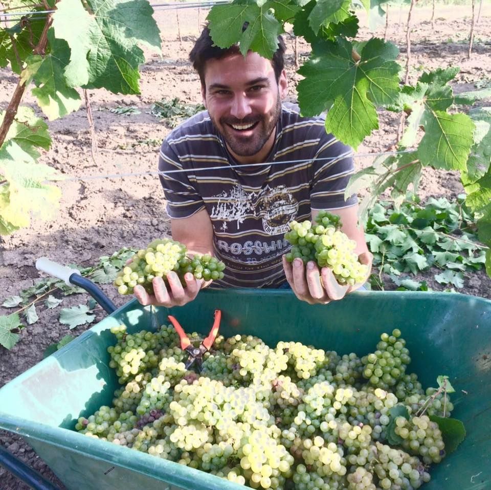 Mann bei der Weinlese mit Trauben in den Händen vor einem vollen Behälter.