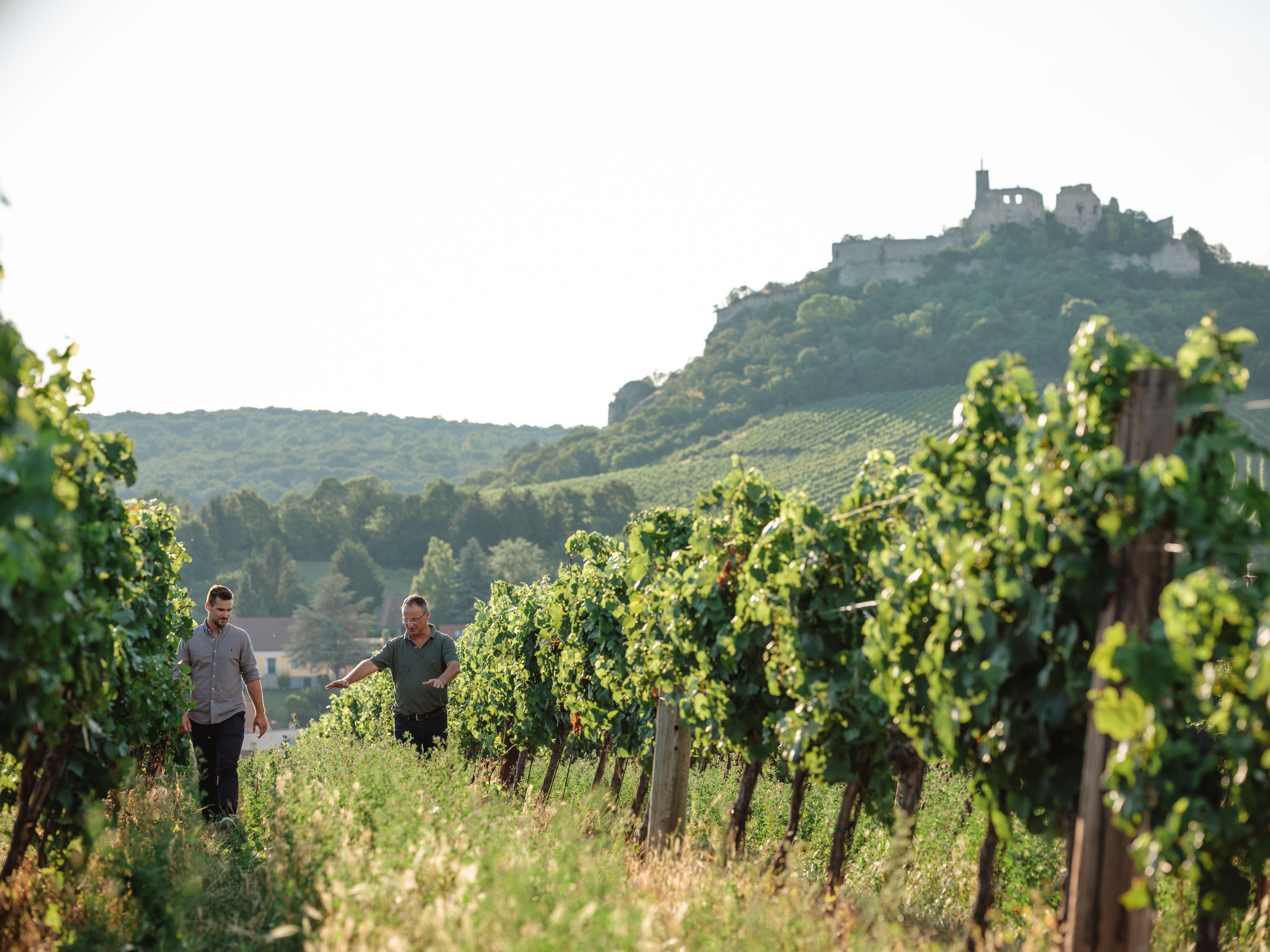 Zwei Männer gehen durch einen Weinberg mit einer Burgruine im Hintergrund.