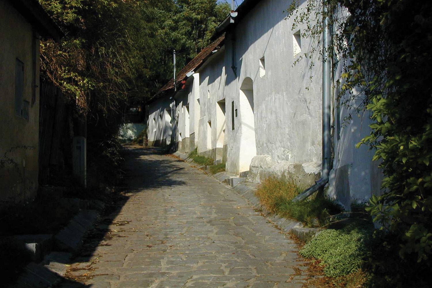 Eine schmale, gepflasterte Gasse mit weißen Gebäuden und grüner Vegetation in Enzersfeld.
