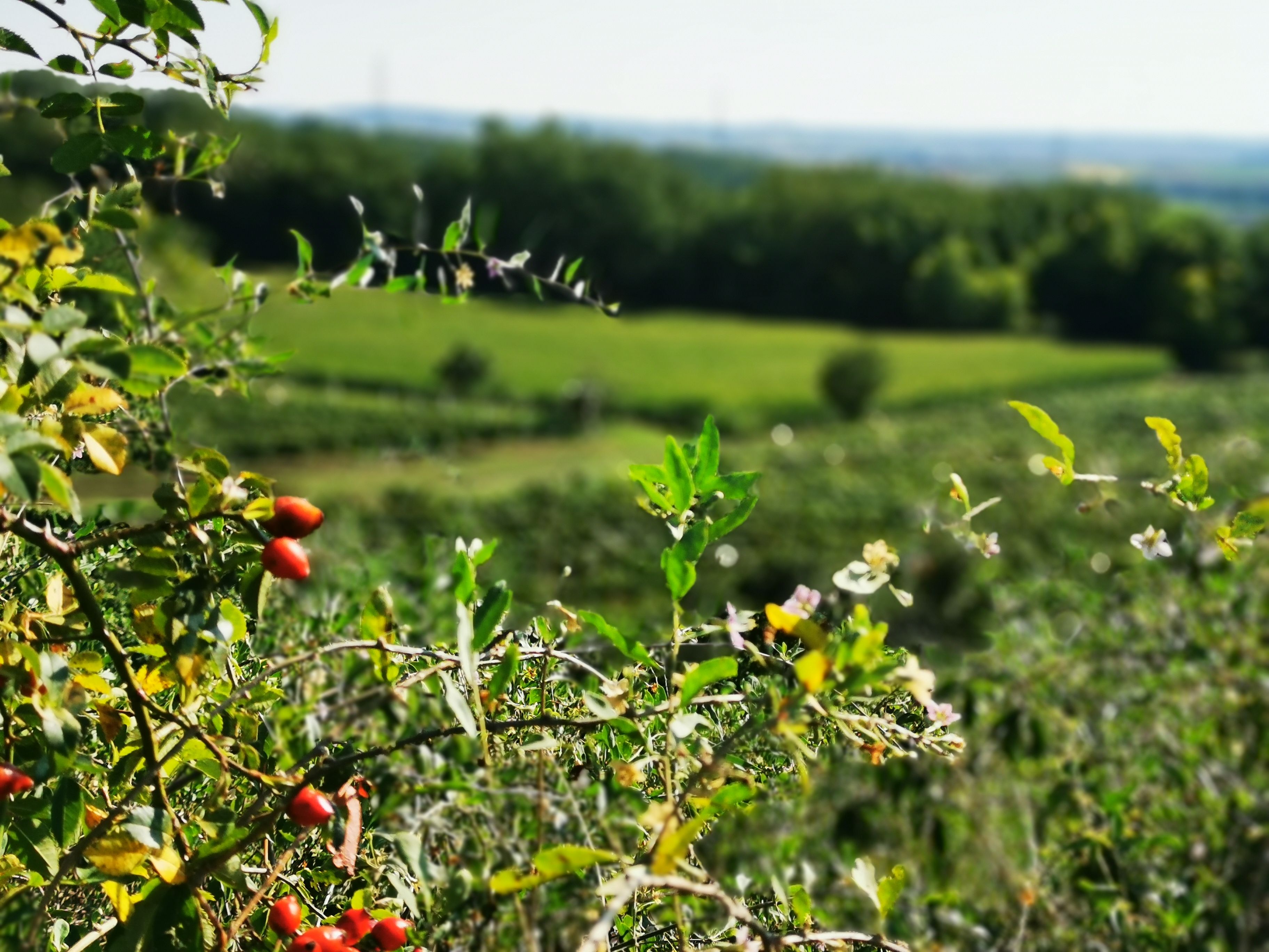 Hagebutten an einem Strauch mit unscharfem Hintergrund einer grünen Landschaft.