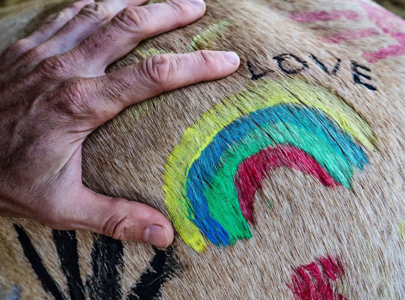 Nahaufnahme einer Hand auf einem Pferdefell mit bunten Zeichnungen und dem Wort 'LOVE'.