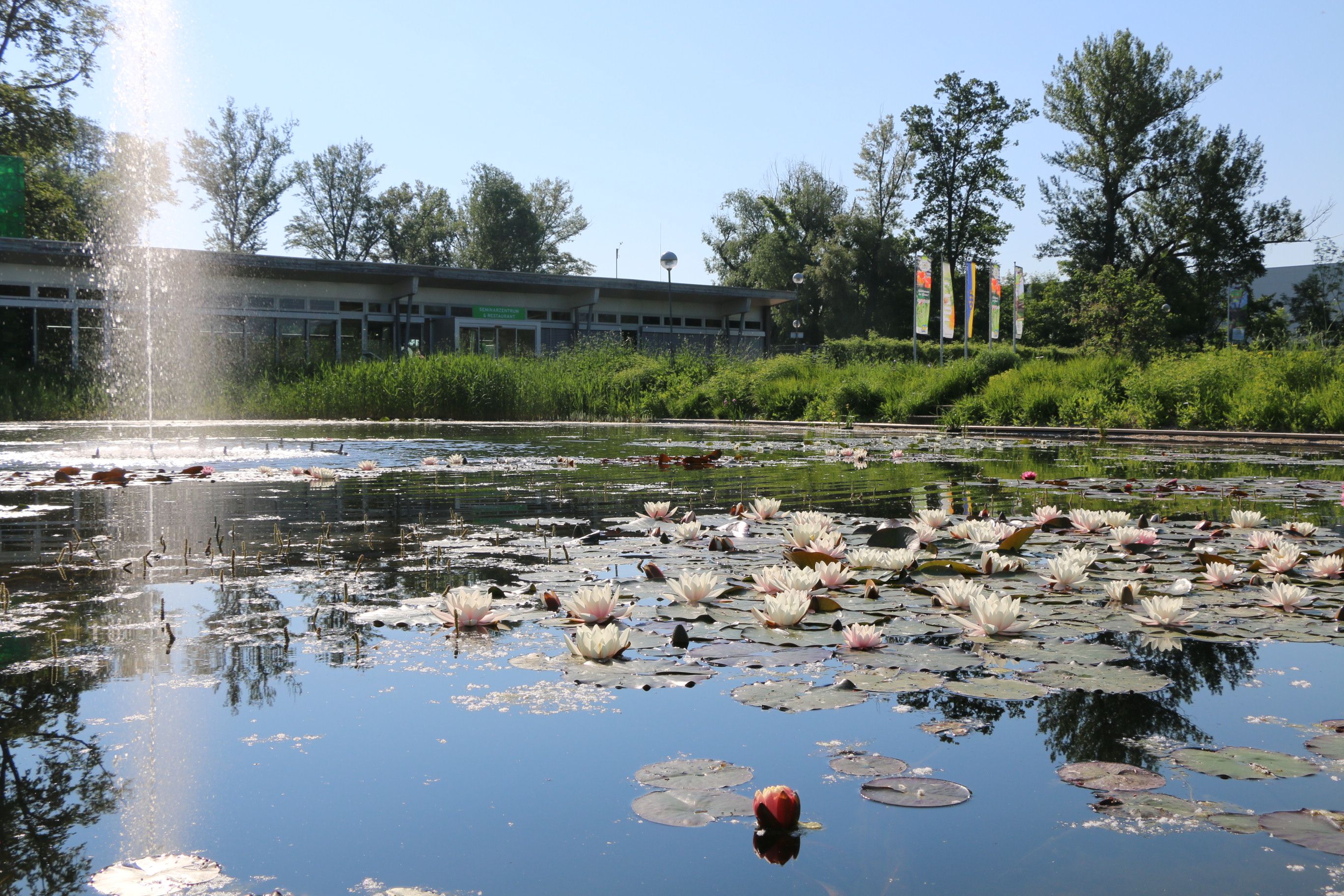 Ein Teich mit Seerosen im Vordergrund, umgeben von Bäumen mit dem Gebäude der Garten Tulln im Hintergrund.