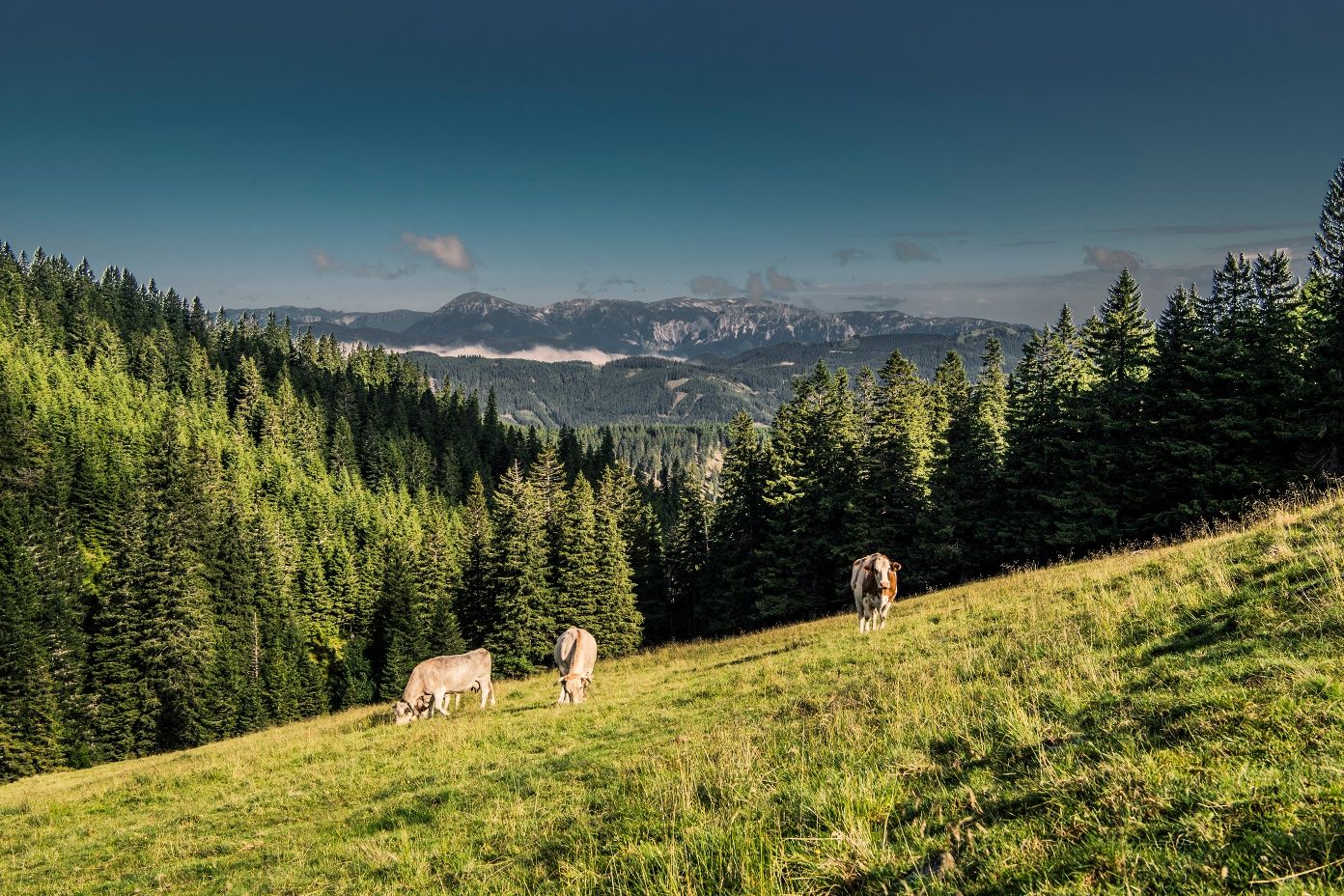 Aussicht von der Kranichberger Schwaig