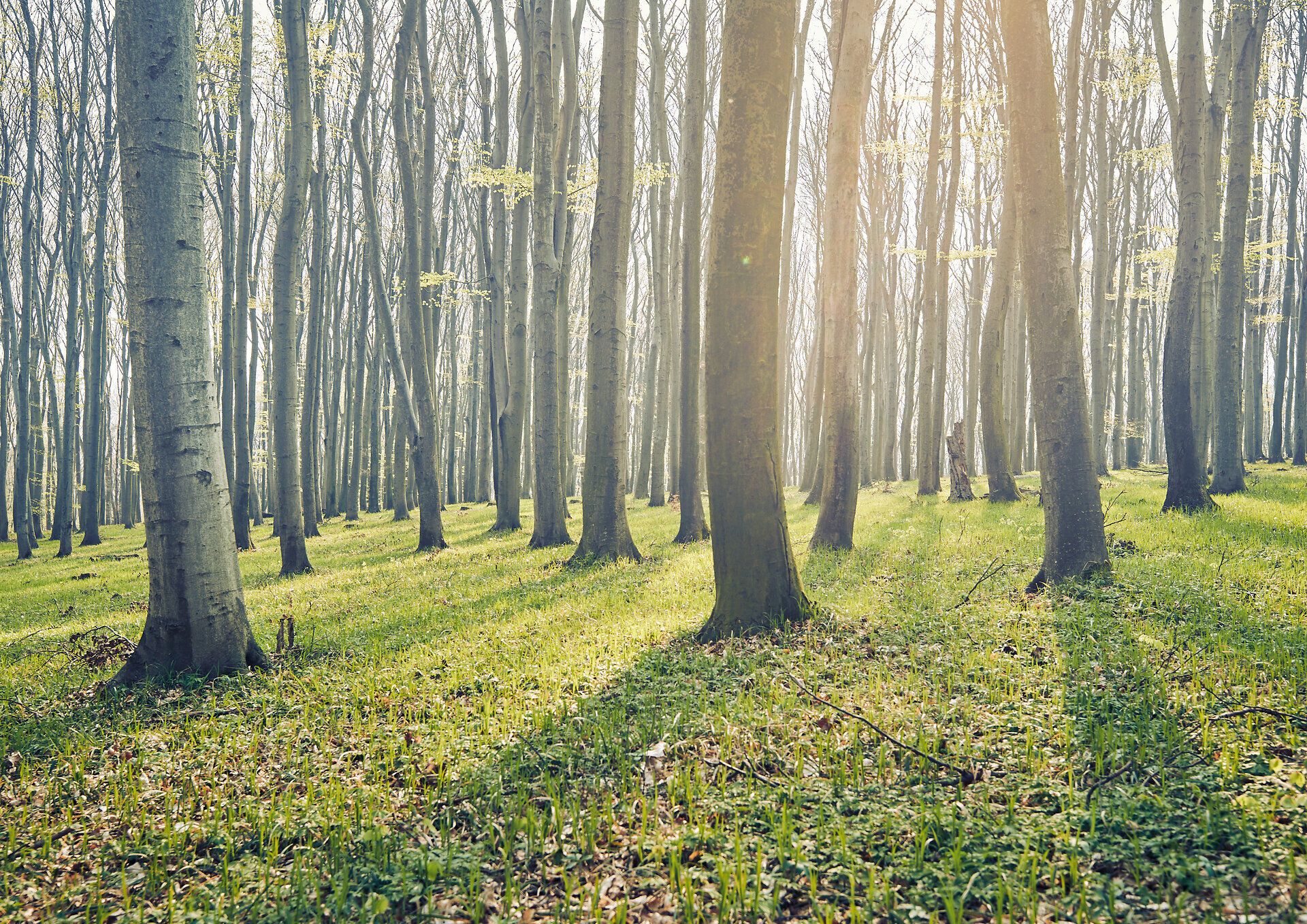 Sanfte Lichtstrahlen durchdringen das dichte Blätterdach und tauchen den Wald in ein magisches Licht. Die frische, klare Luft und das sanfte Rascheln der Blätter laden dazu ein, die Seele baumeln zu lassen und die Schönheit der Natur zu genießen.