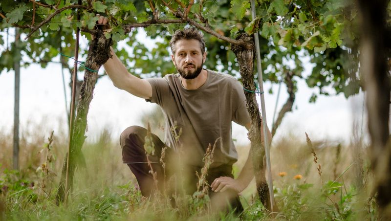 Ein Mann kniet in einem Weinberg unter Reben.