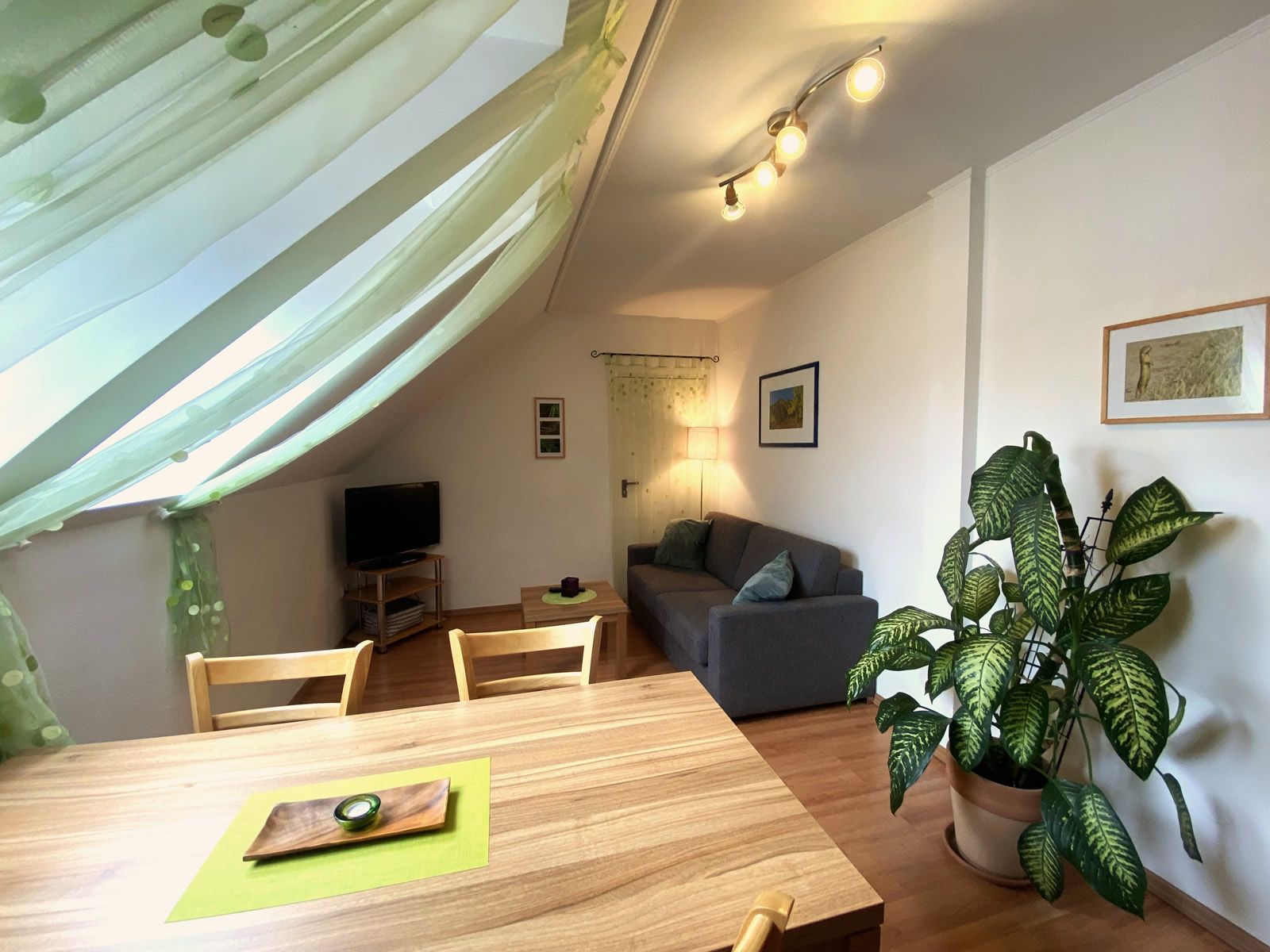 Gemütliches Wohnzimmer mit Sofa, Esstisch, TV und großer Zimmerpflanze.