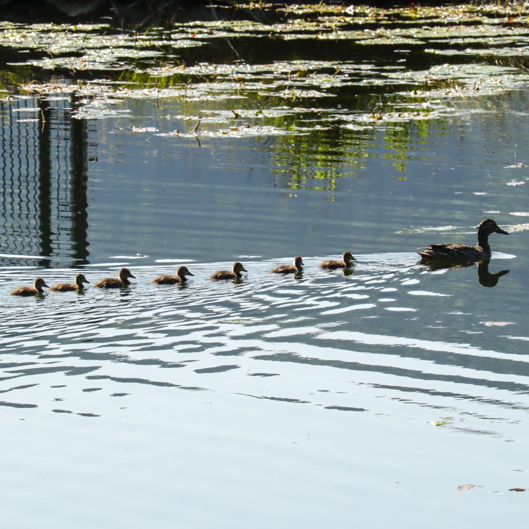 Eine Entenmutter schwimmt mit sieben Küken in einem Teich.