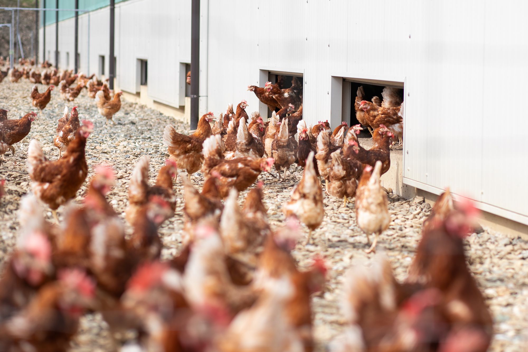 Hühner laufen aus einem Gebäude auf einen Hof.
