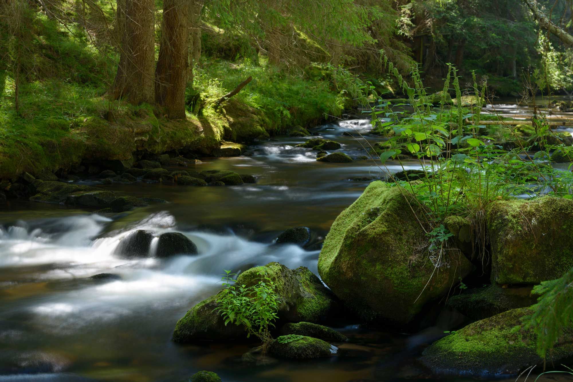 Ein ruhiger Bach fließt durch einen moosbewachsenen Wald mit großen Steinen und üppiger Vegetation.