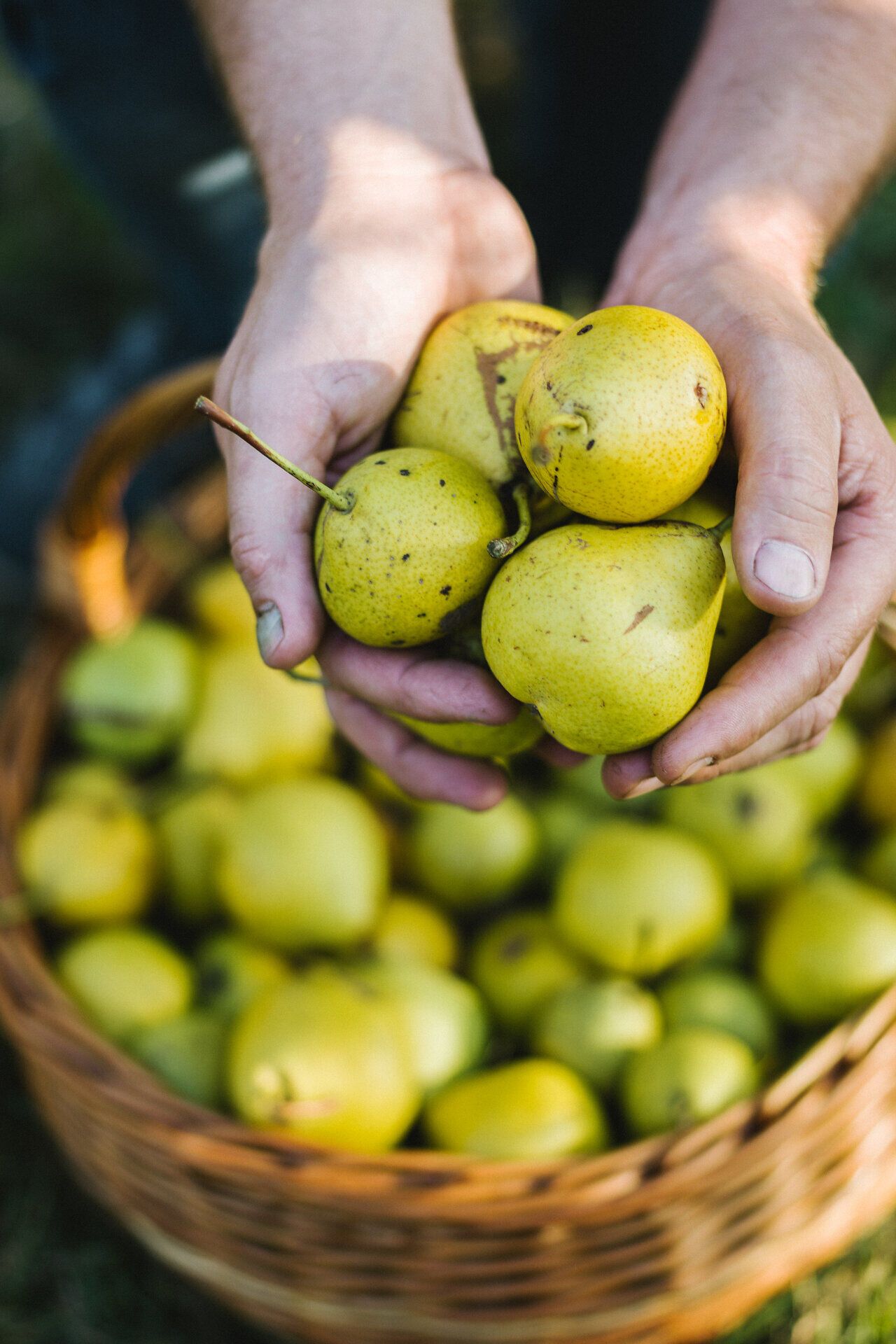 In den sanften Hügeln des Mostviertels erstrahlen die saftigen Mostbirnen in einem leuchtenden Gelb. Die Erntezeit bringt Freude und Gemeinschaft, während die frischen Früchte in den Händen der Erntehelfer glänzen. Ein unvergessliches Erlebnis für alle, die die Natur und die regionalen Köstlichkeiten lieben.
