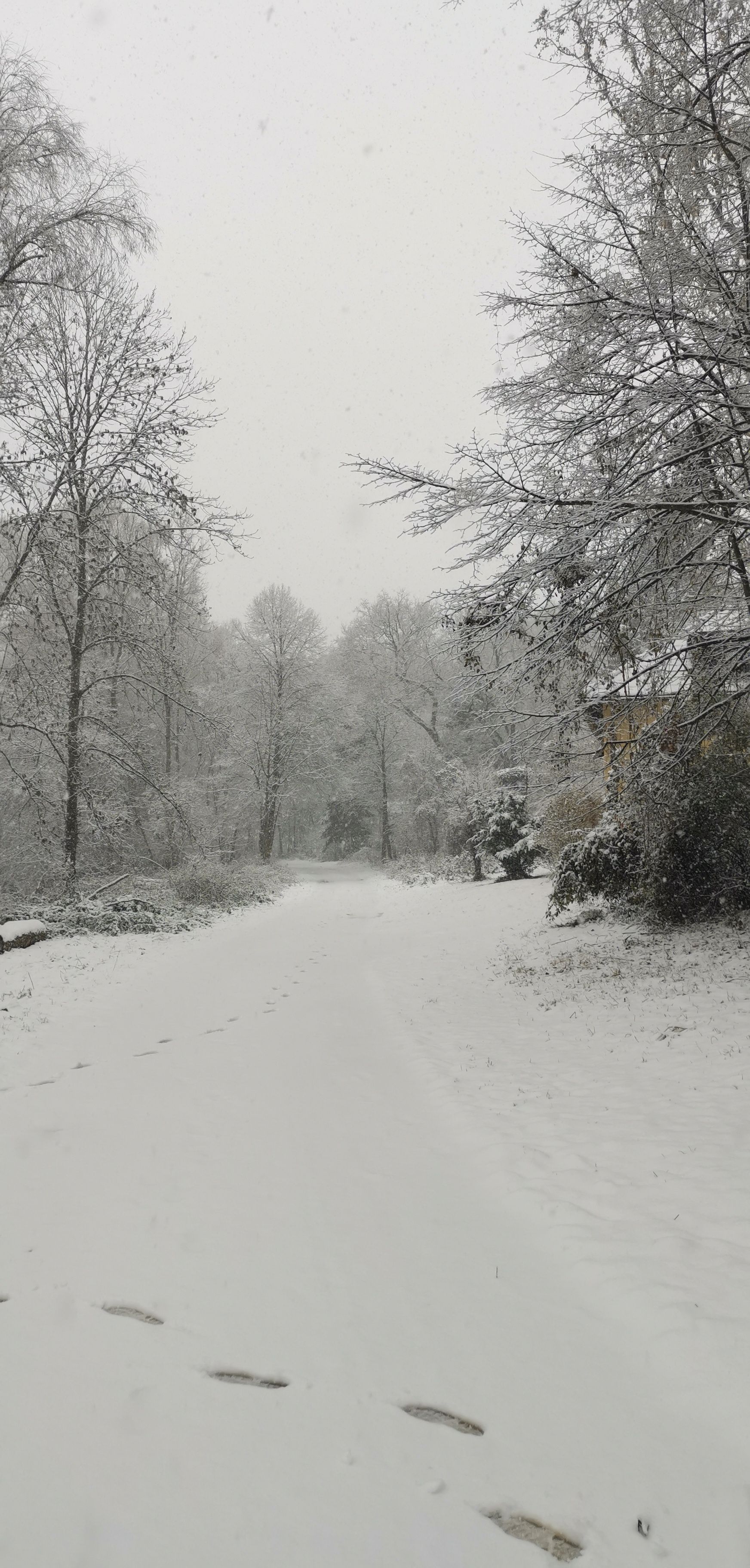 Verschneiter Waldweg mit Fußspuren im Schnee, umgeben von schneebedeckten Bäumen.