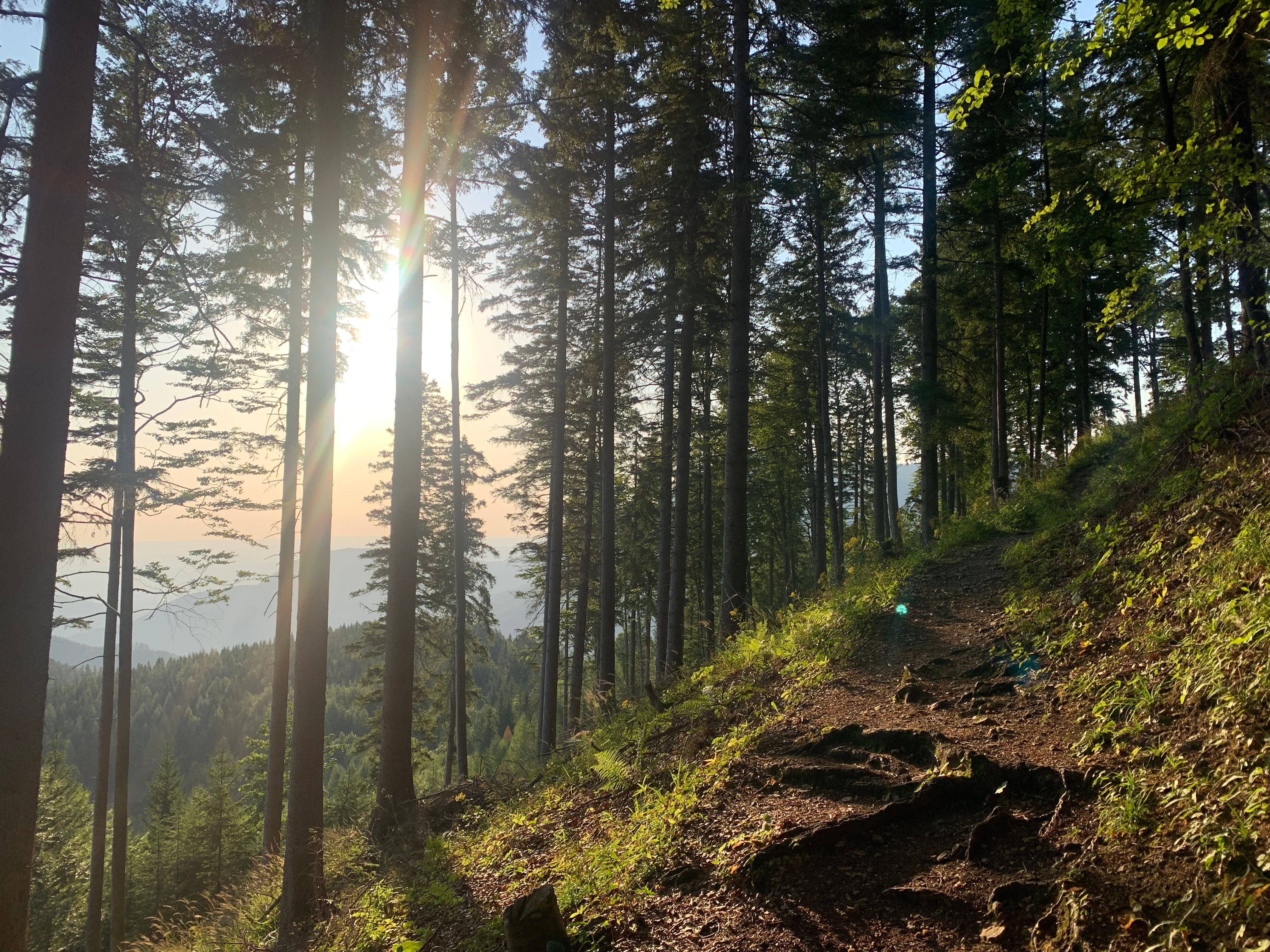 Ein Wanderweg auf dem Pinkenkogel, umgeben von hohen Bäumen und Sonnenlicht, das durch die Äste scheint.