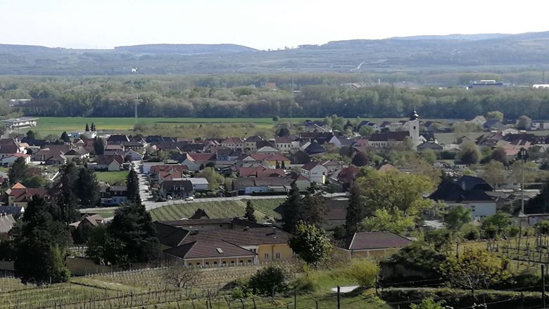 Panoramablick auf das Dorf Rohrendorf mit Weinbergen im Vordergrund und Hügeln im Hintergrund.