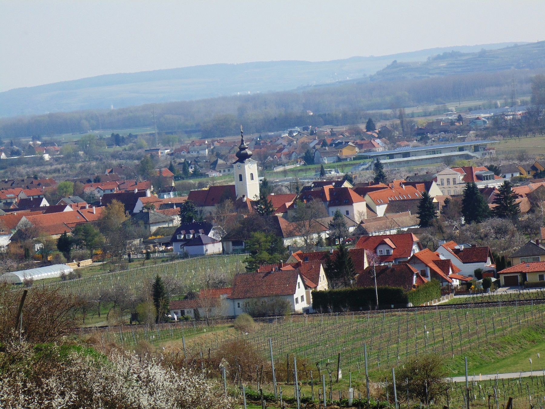 Blick auf Rohrendorf mit Kirche und Weinbergen im Vordergrund.