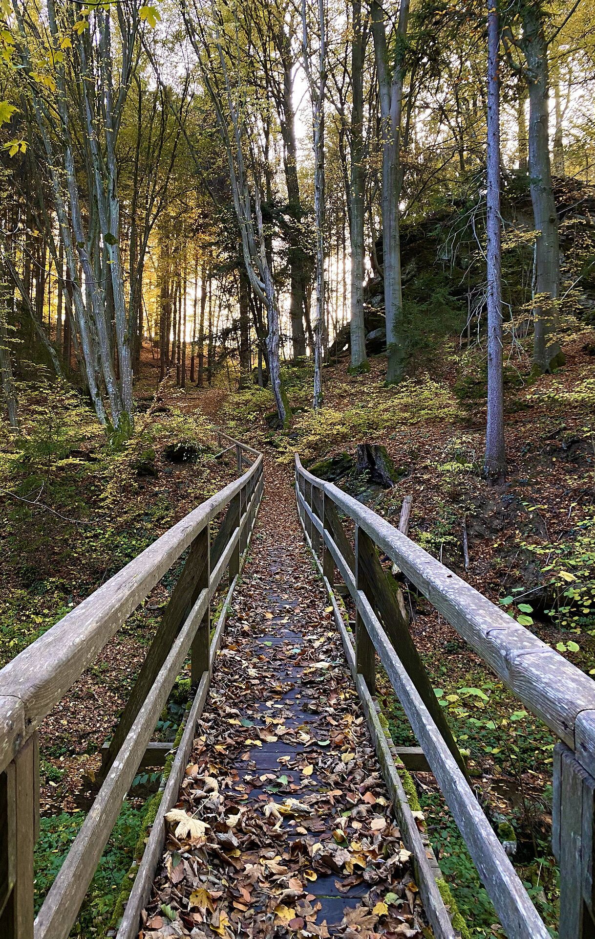 Ein malerischer Pfad führt durch die herbstlich gefärbten Wälder, wo das sanfte Licht der untergehenden Sonne die Blätter in warmen Gold- und Rottönen erstrahlen lässt. Der Weg, gesäumt von knorrigen Bäumen und raschelndem Laub, lädt zu einem besinnlichen Spaziergang ein, der die Seele erfrischt und die Schönheit der Natur erlebbar macht.