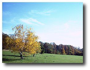 Ein einzelner Baum mit gelbem Laub steht auf einer grünen Wiese vor einem Wald im Hintergrund unter einem blauen Himmel.