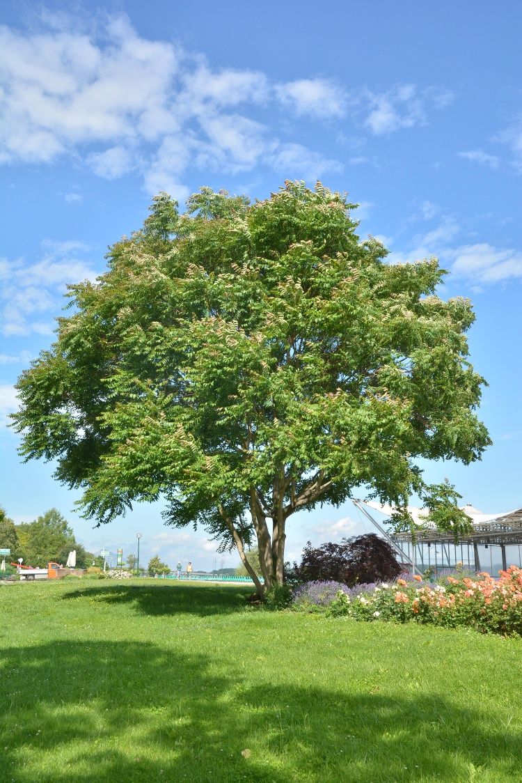 Ein großer Götterbaum steht auf einer grünen Wiese unter einem blauen Himmel mit einigen Wolken.