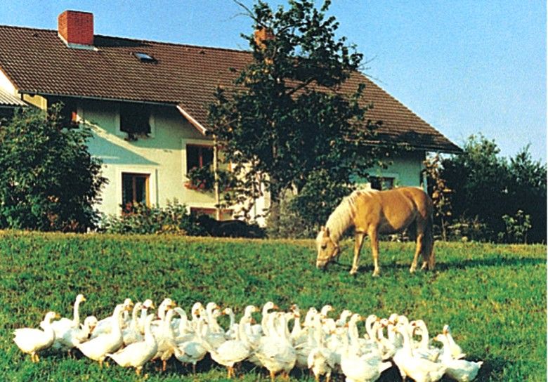 Ein Bauernhof mit Gänsen und einem Pferd auf einer Wiese.