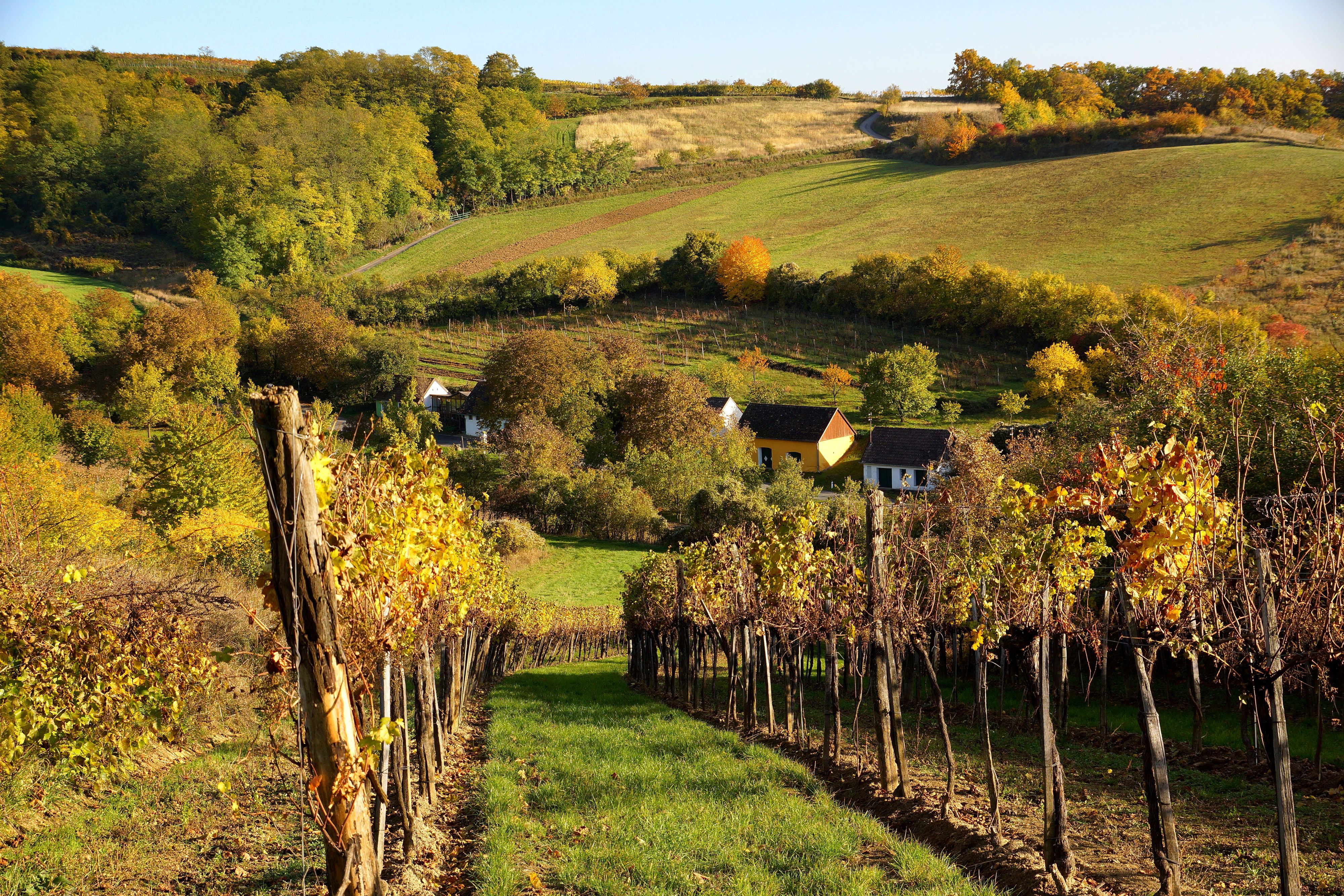 Weinberge im Herbst mit buntem Laub und kleinen Häusern im Hintergrund.
