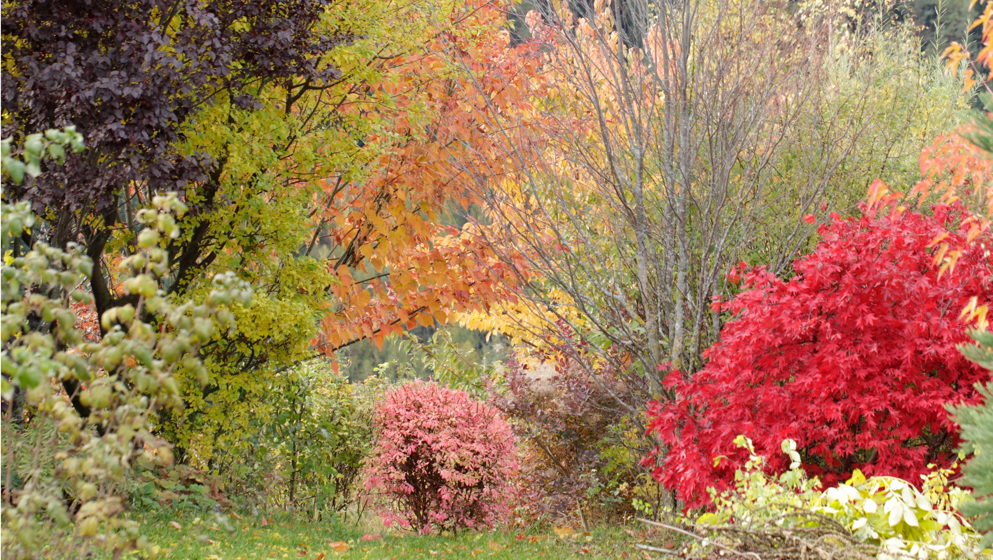 Bunte Herbstbäume und Sträucher im Ecolution.Lab.
