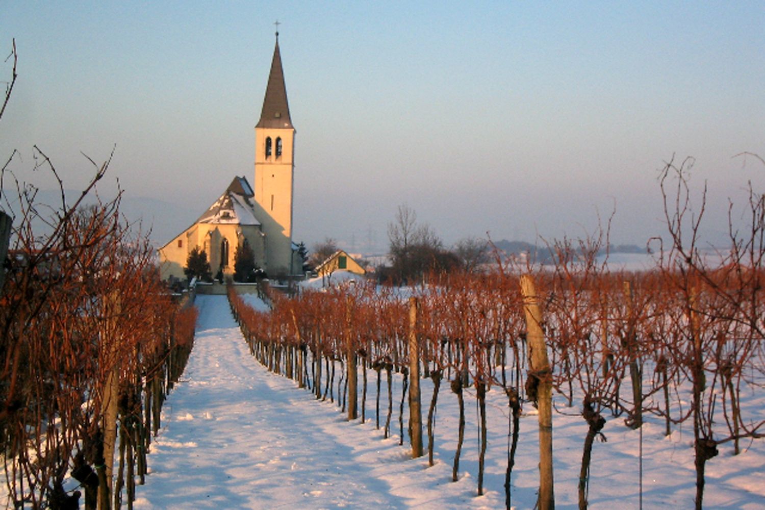 Kirche im Winter mit schneebedecktem Weg und kahlen Weinreben.