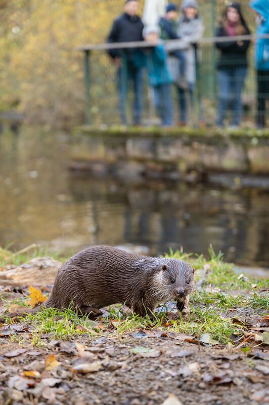 Ein Fischotter frisst am Ufer, während Menschen im Hintergrund zuschauen.