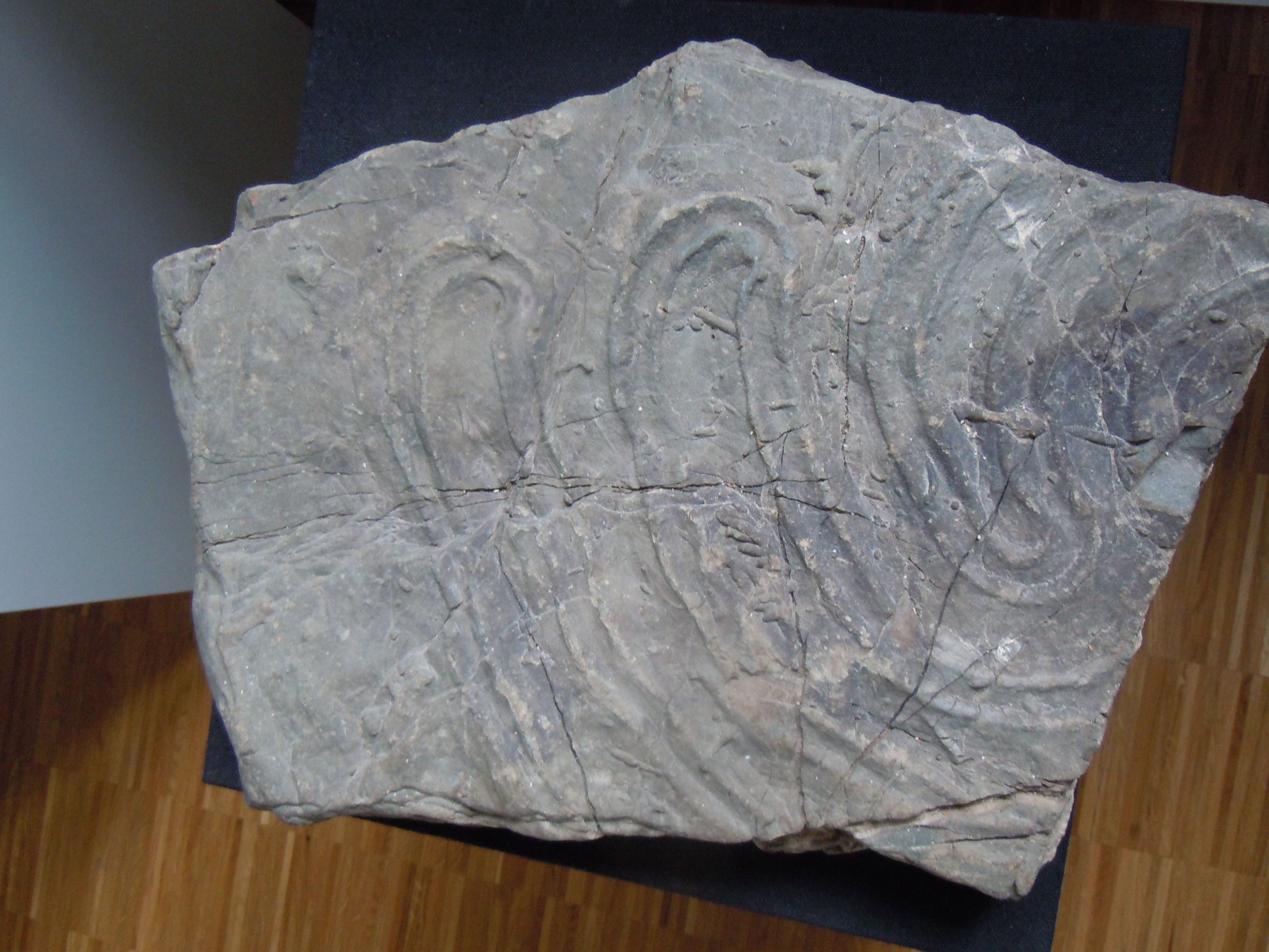 Ein Stein mit fossilen Abdrücken auf einem Holzboden.