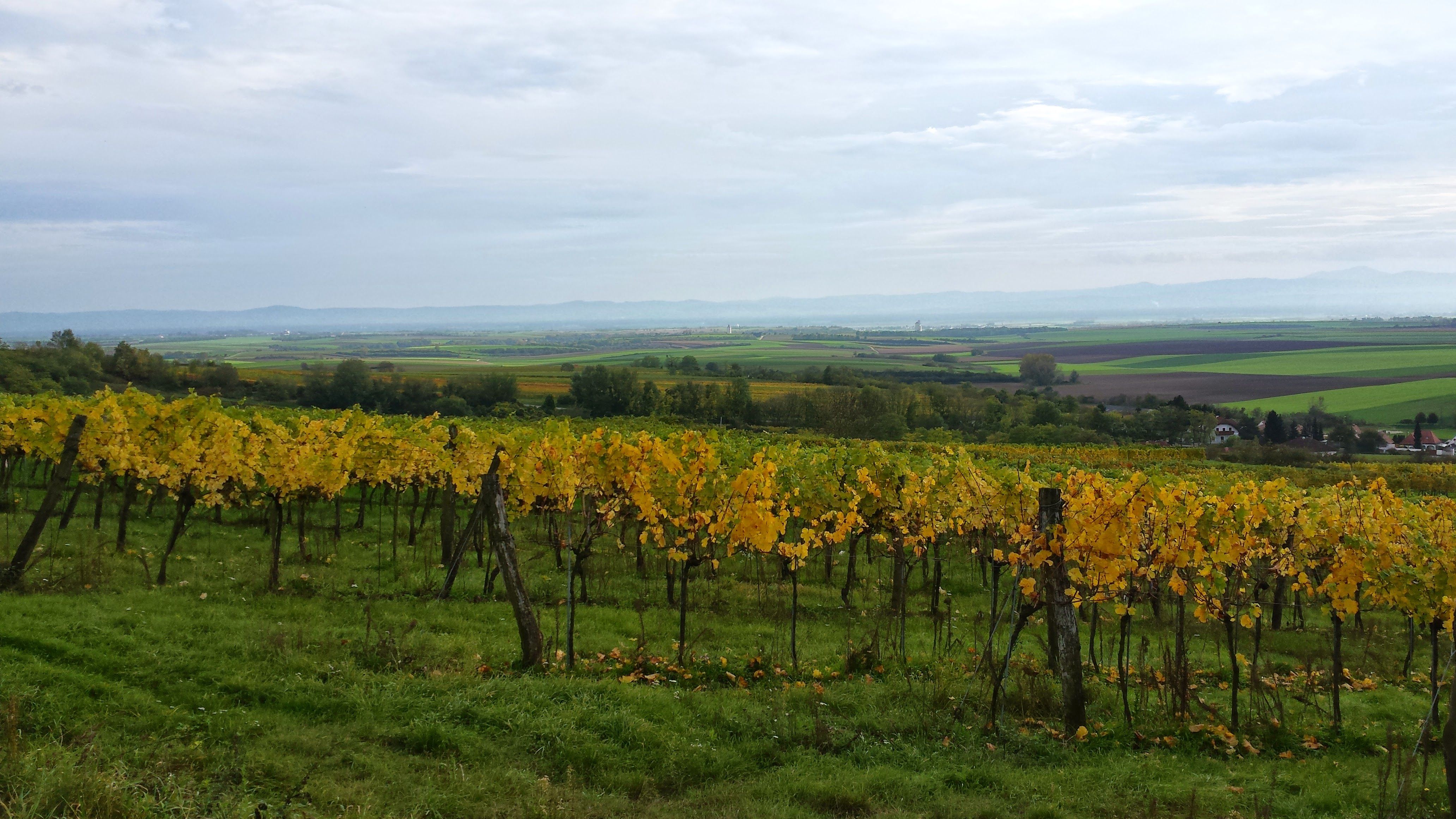 Weingut Haslinger