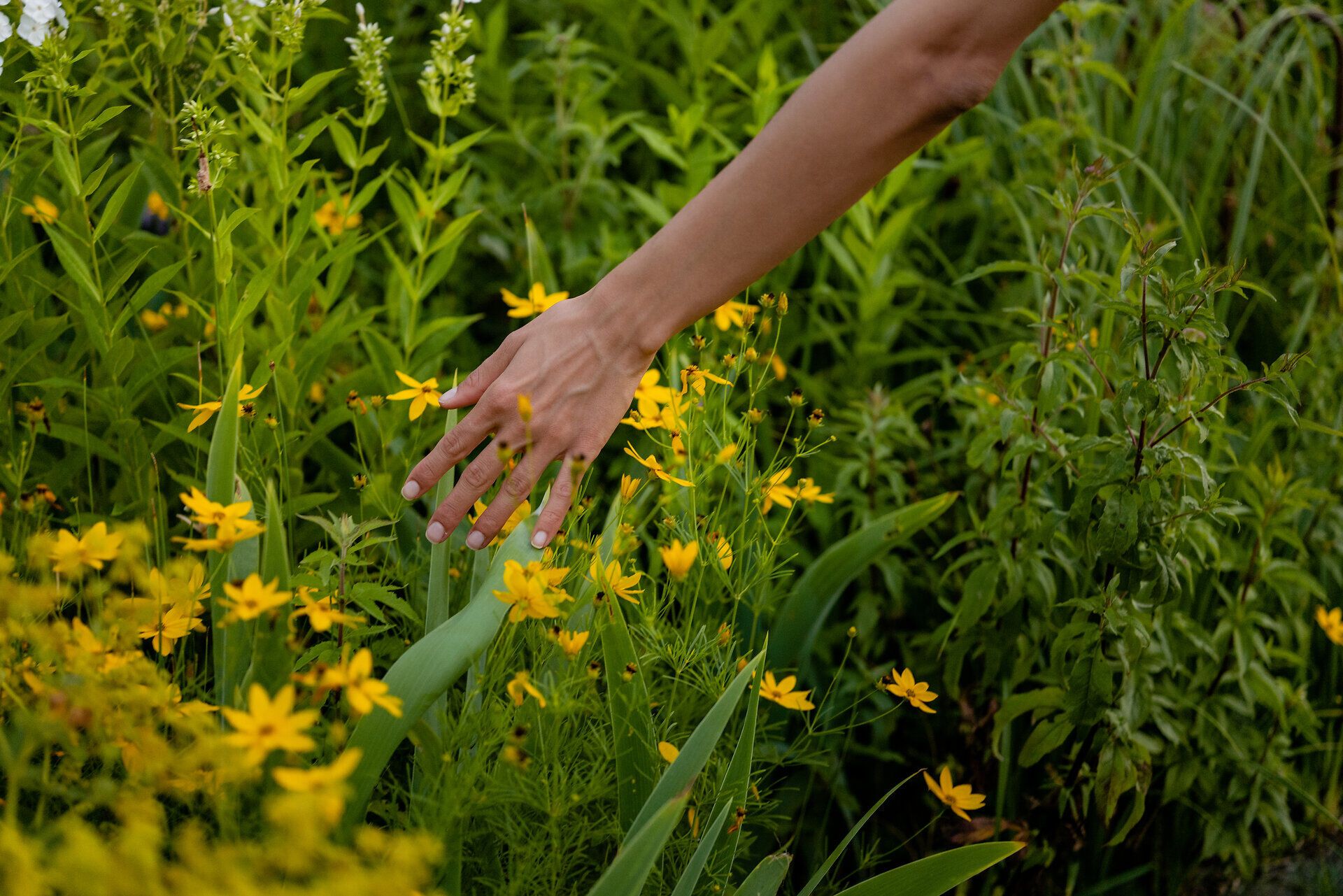 Inmitten eines blühenden Blumenmeers entfaltet sich die Schönheit des Gartensommers. Die leuchtenden gelben Blüten laden dazu ein, die sanfte Brise zu genießen und die Natur in ihrer vollen Pracht zu erleben.
