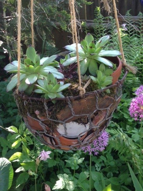 Hängender Blumentopf mit Sukkulenten in einem Garten.