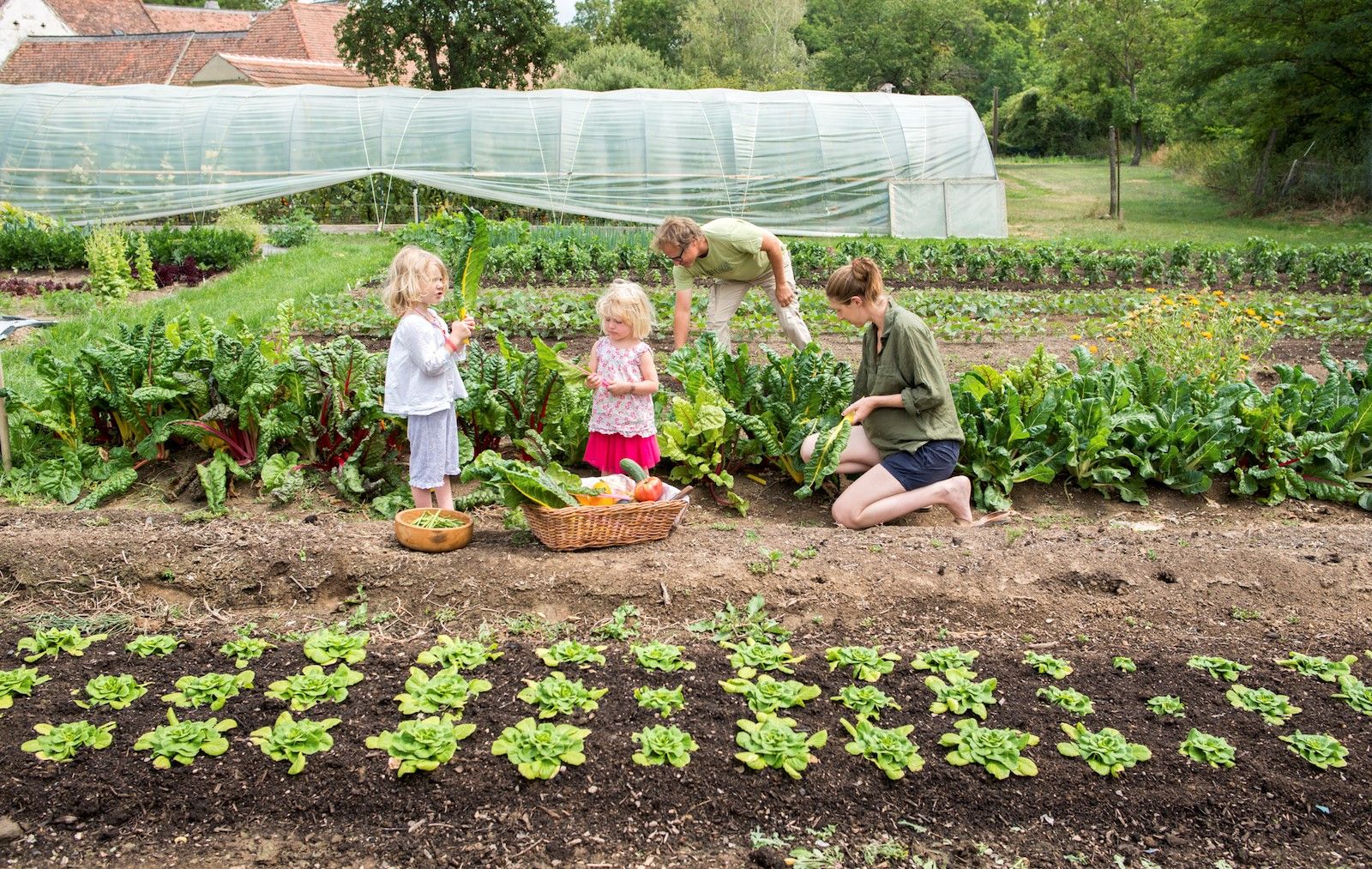 Familie erntet Gemüse in einem Garten mit Gewächshaus im Hintergrund.