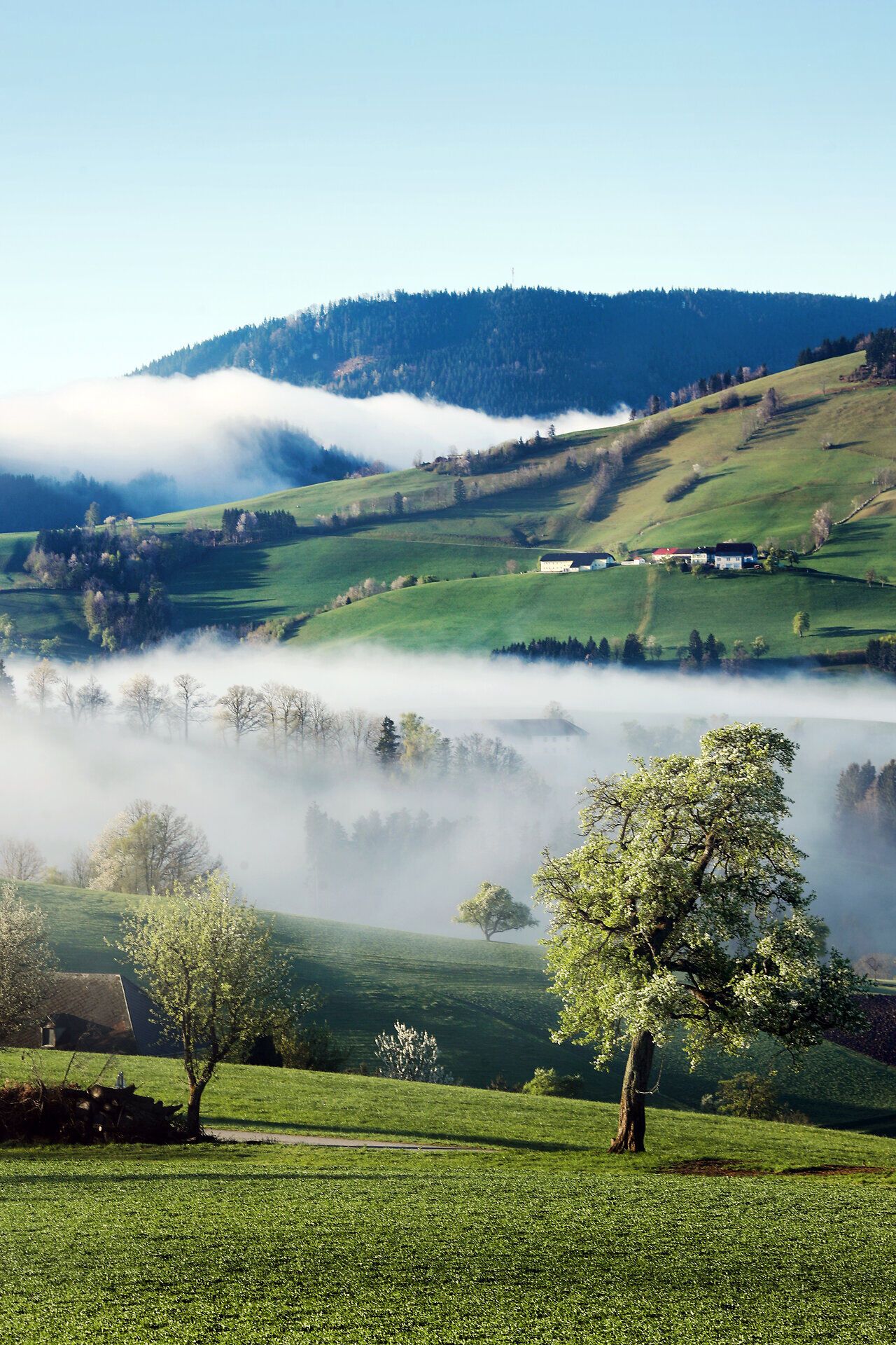 Nebel über ländlichem Tal, grüne Felder und Hügel im Vordergrund.