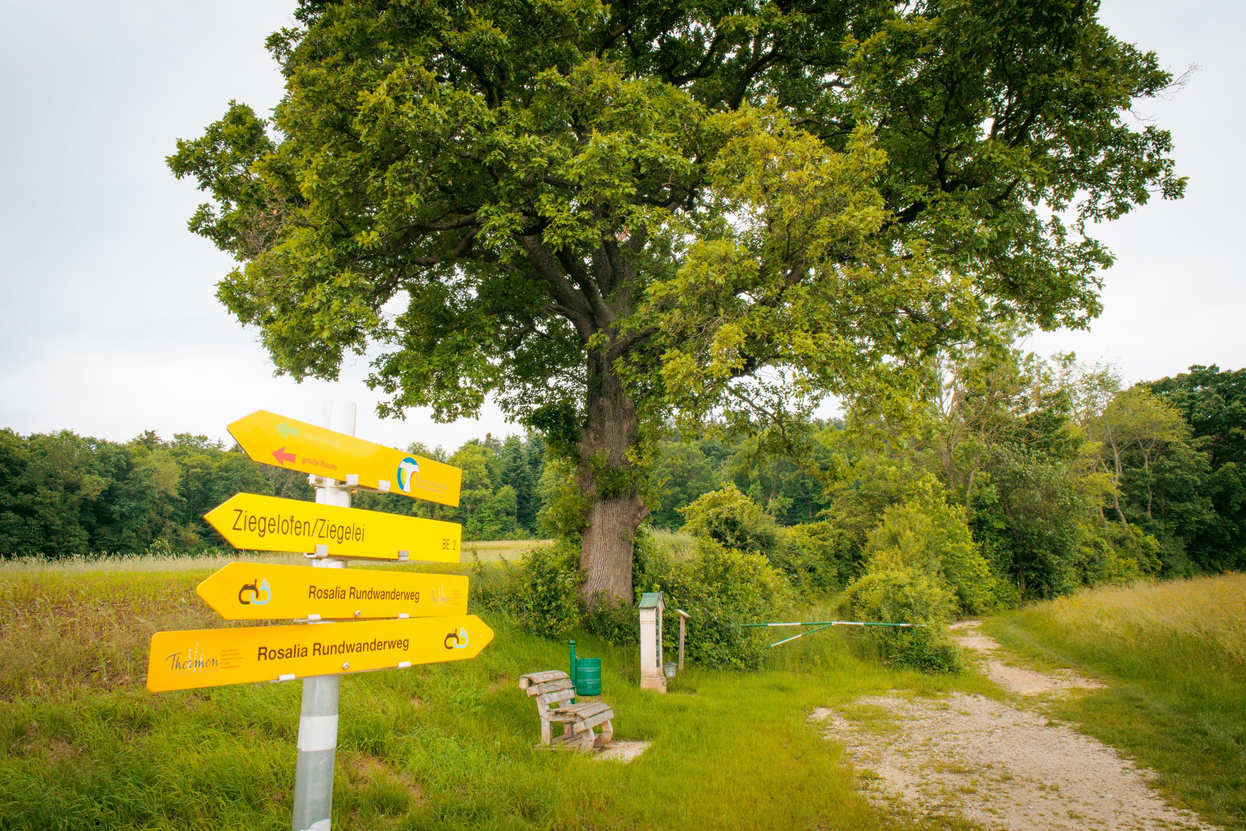 Eine große Eiche steht am Rande eines Weges, daneben eine Bank, ein Mülleimer und eine Gedenktafel. Im Vordergrund stehen Wander-Wegweiser.