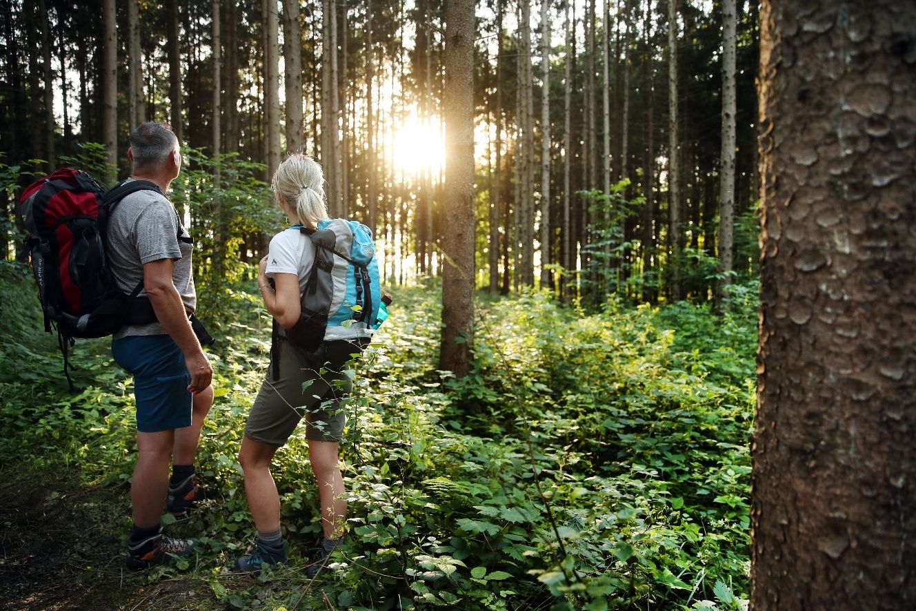Waldlichtung am Pilgerweg