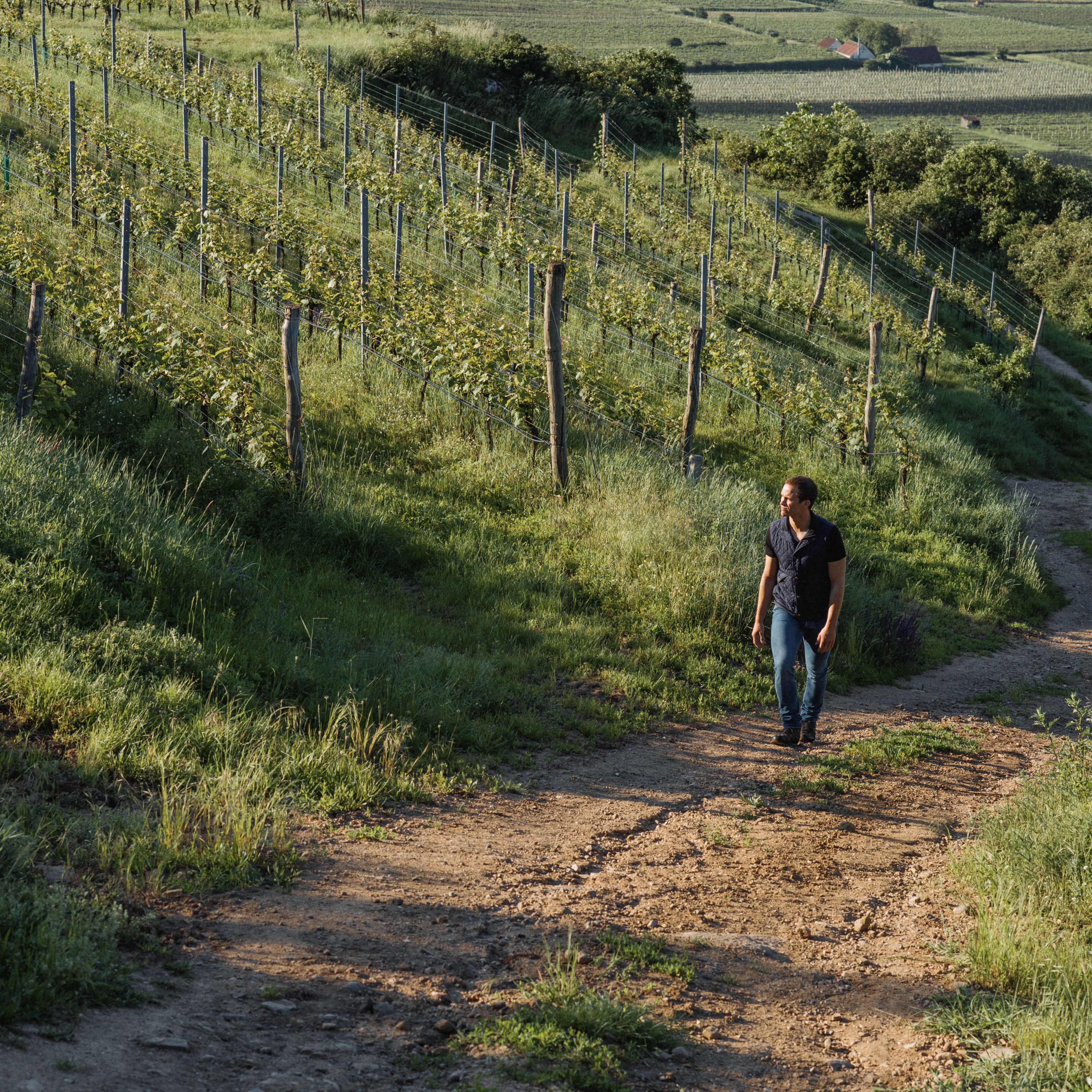 Sanfte Hügel erstrecken sich über die Landschaft, während die Sonne golden über den Weinreben scheint. Ein Wanderer genießt die frische Luft und die Ruhe, umgeben von der Schönheit der Natur. Hier, wo die Trauben reifen, wird der Sommer zu einem unvergesslichen Erlebnis.